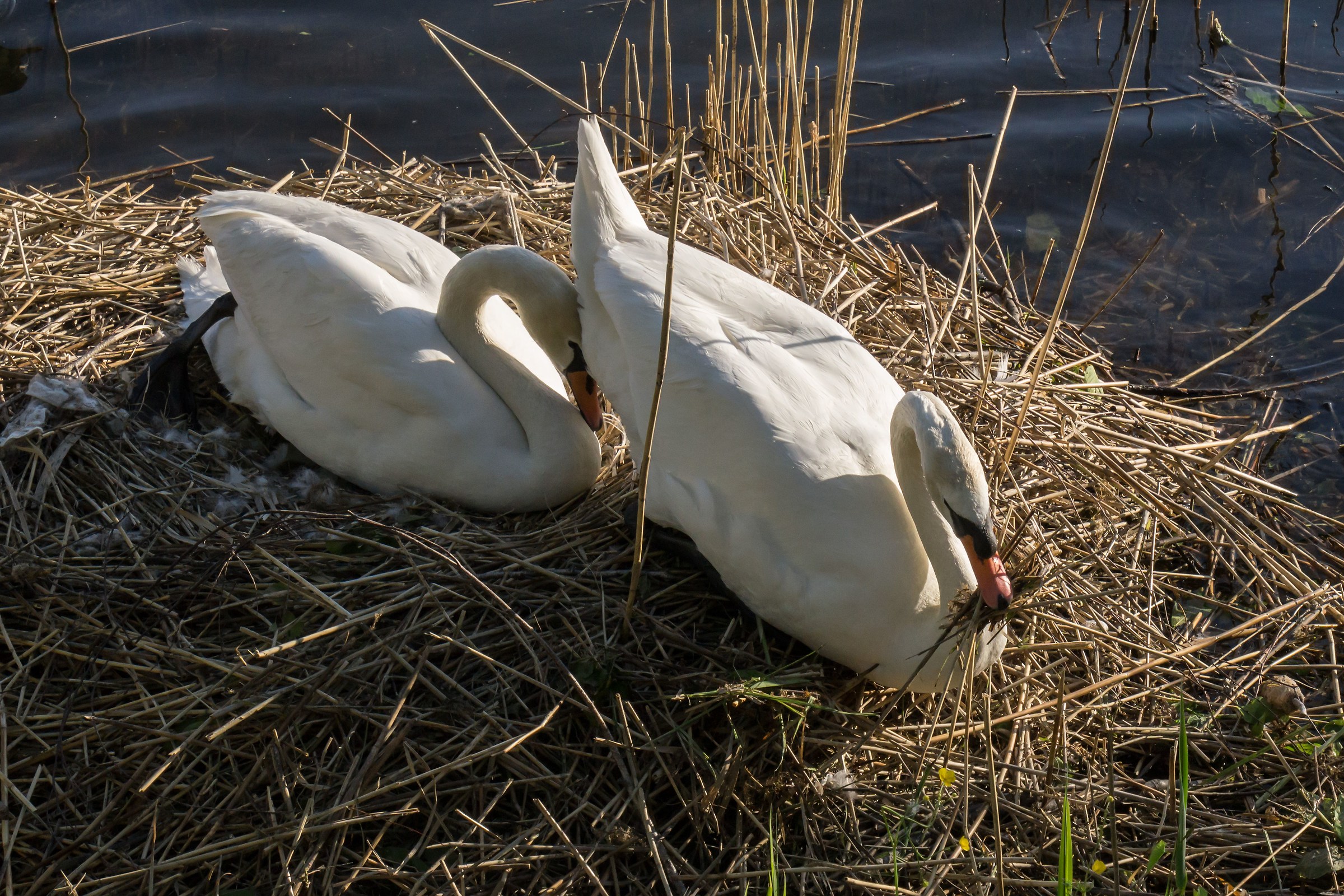 Pair of swans in the nest - 2...