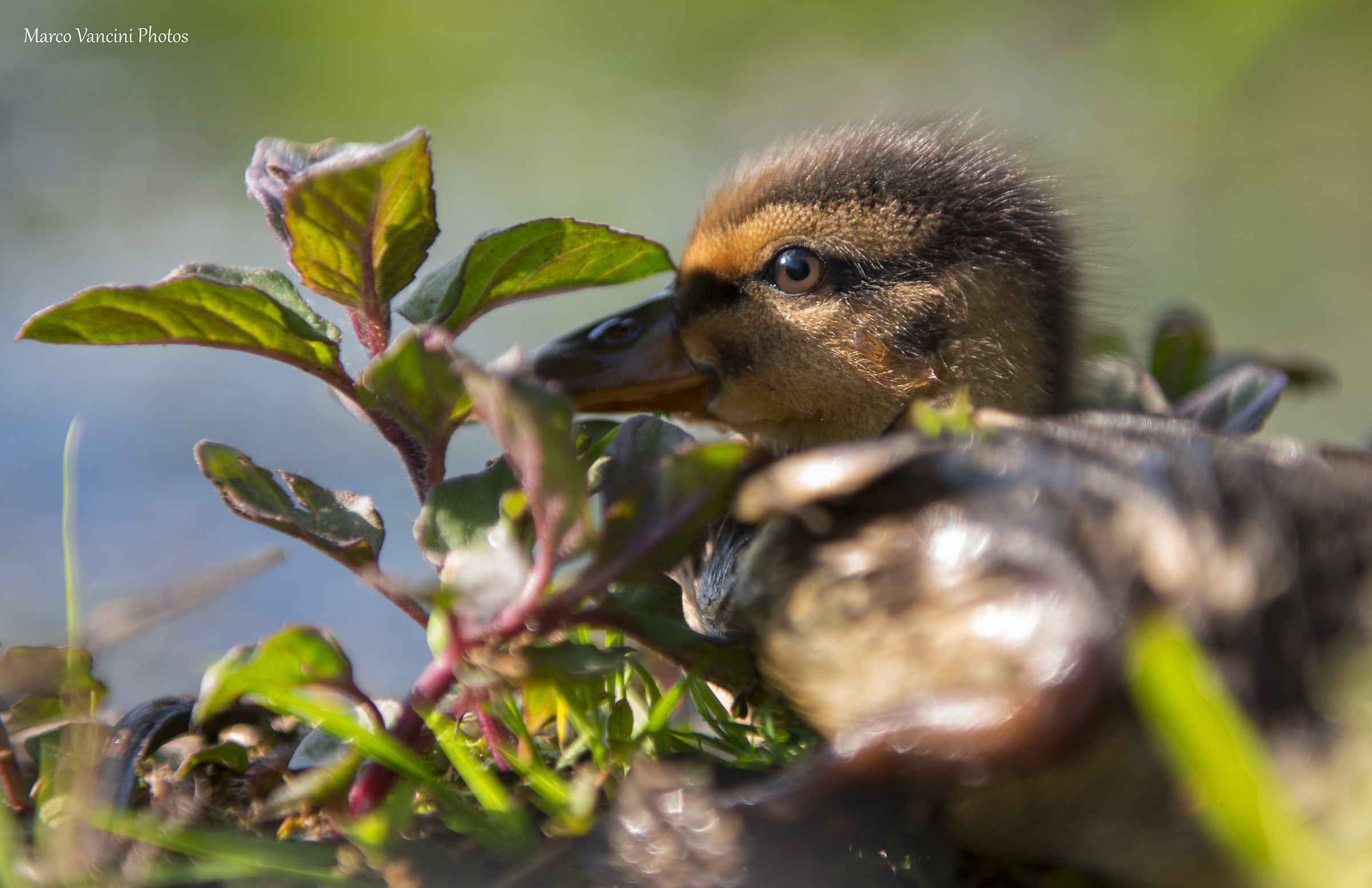 Mallard...