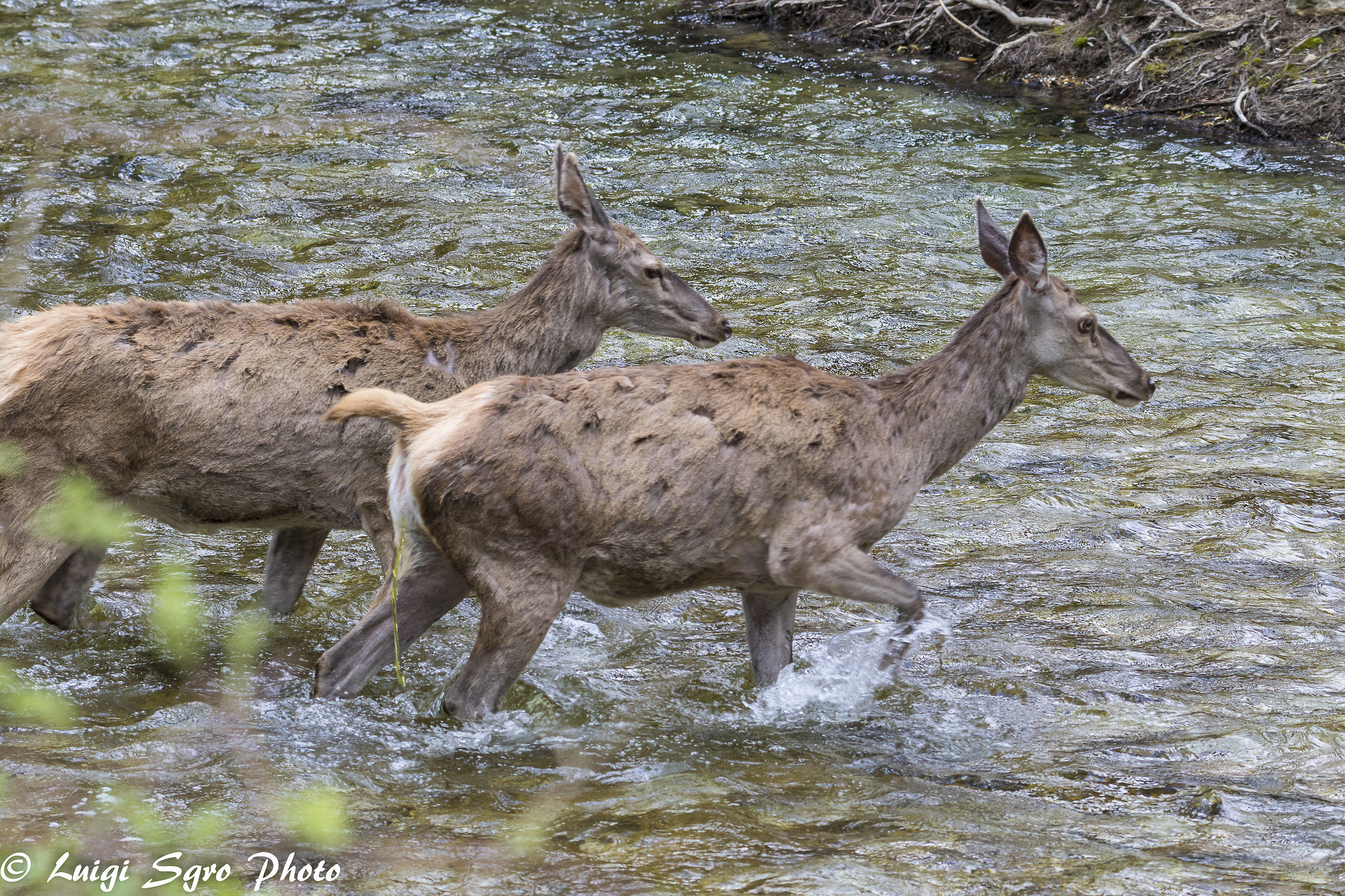 Deer in water...