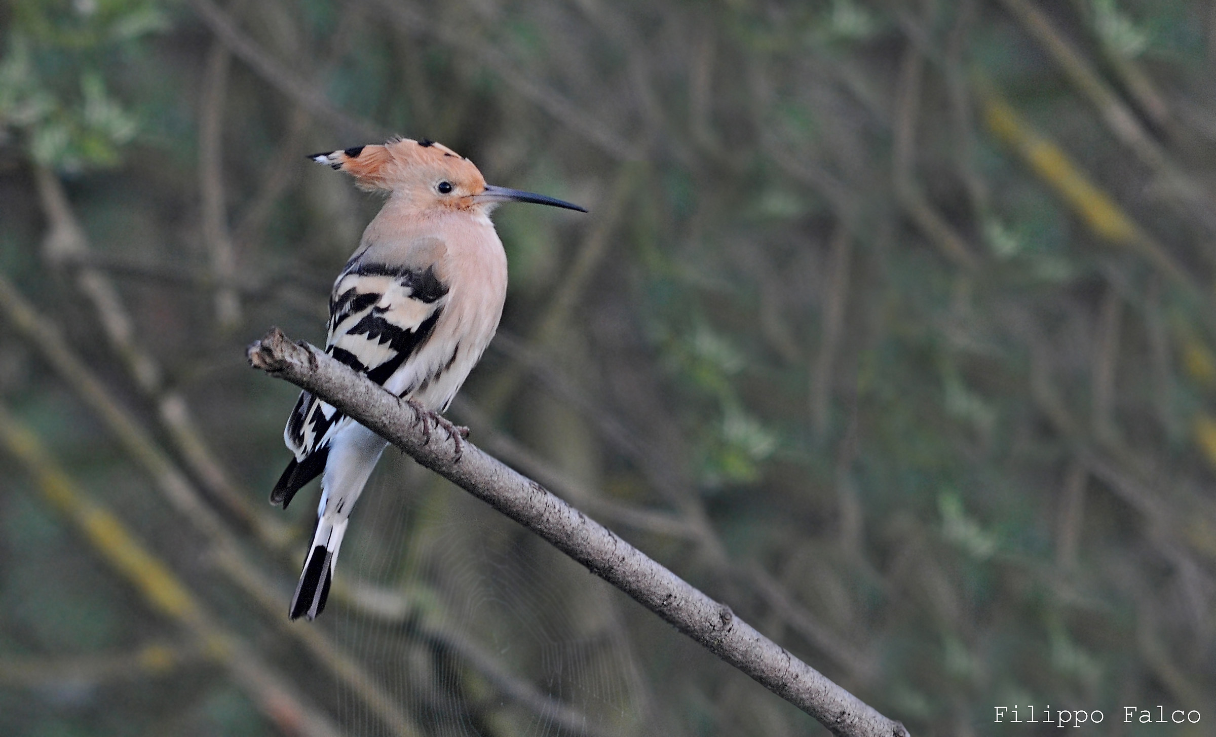 The hoopoe and the web ......