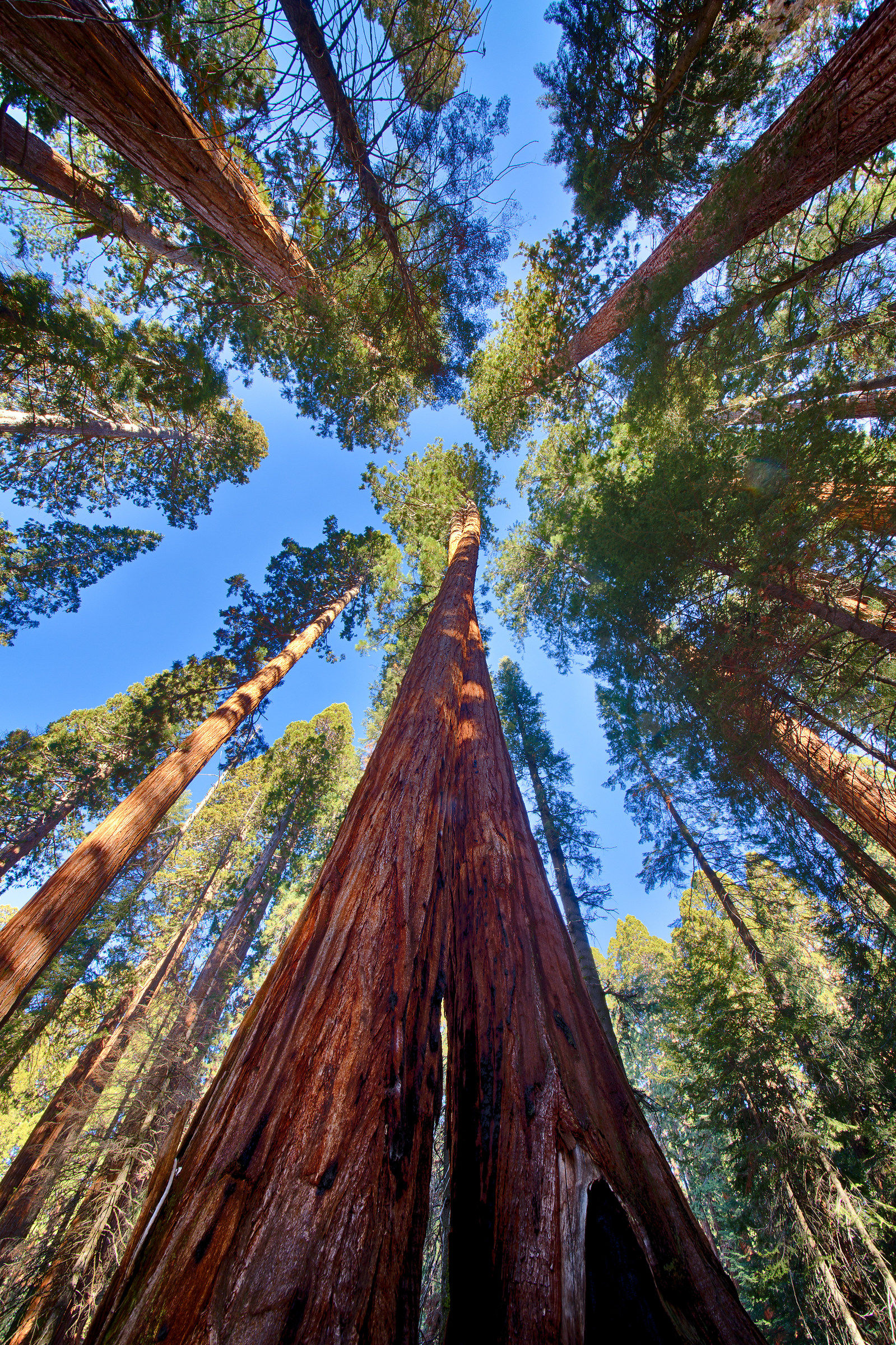 sequoia twist...