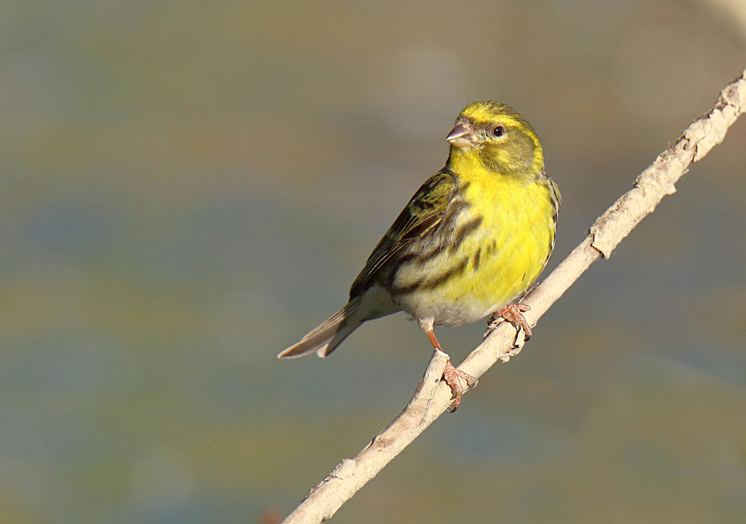 Siskin...