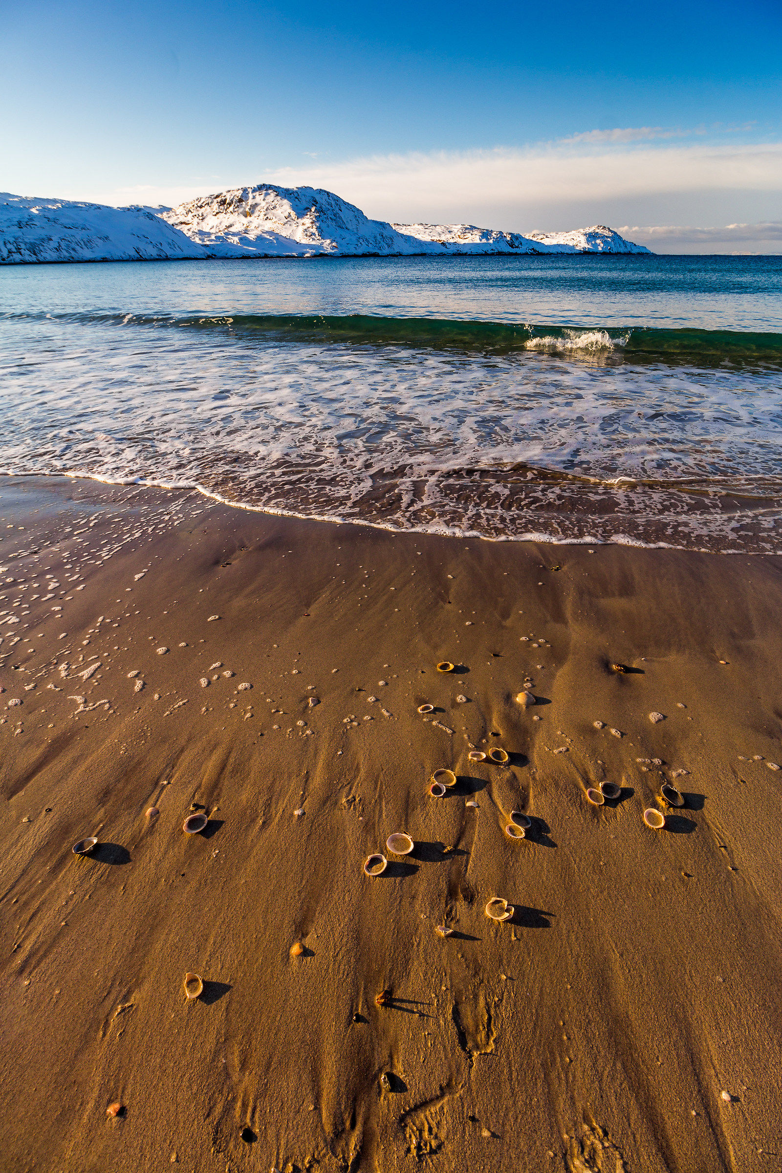 Seashells at Bugøynes beach...