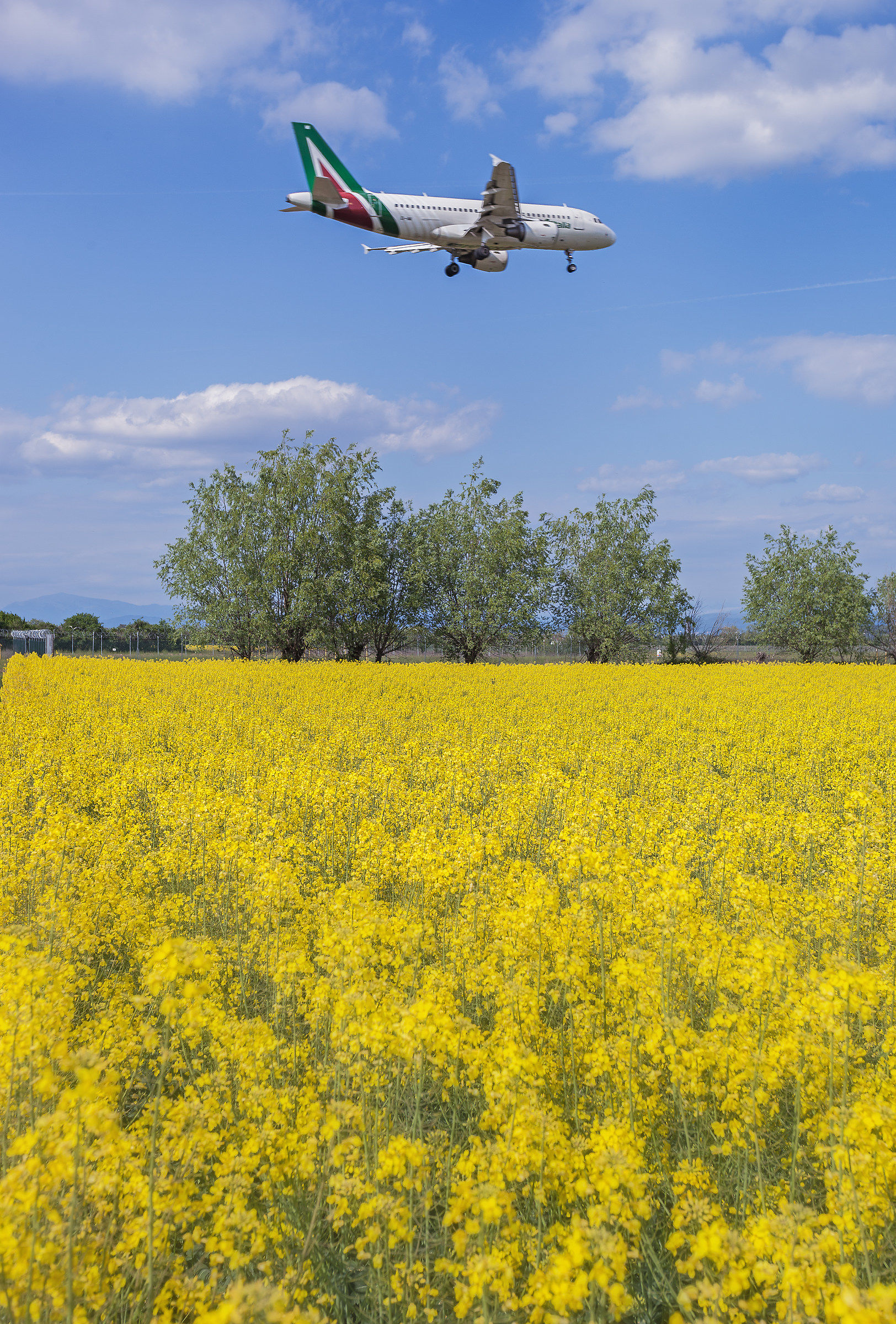 above the landing rapeseed...