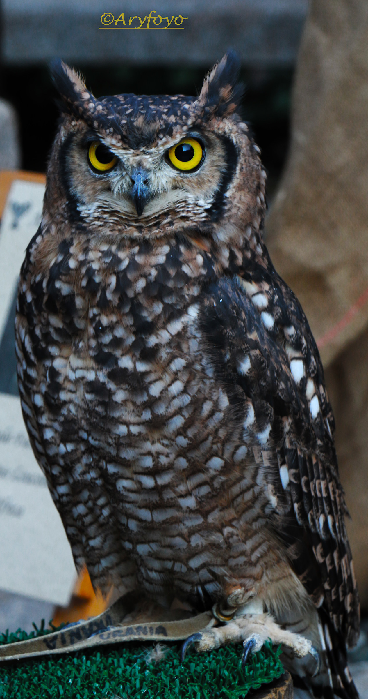 owl 2...