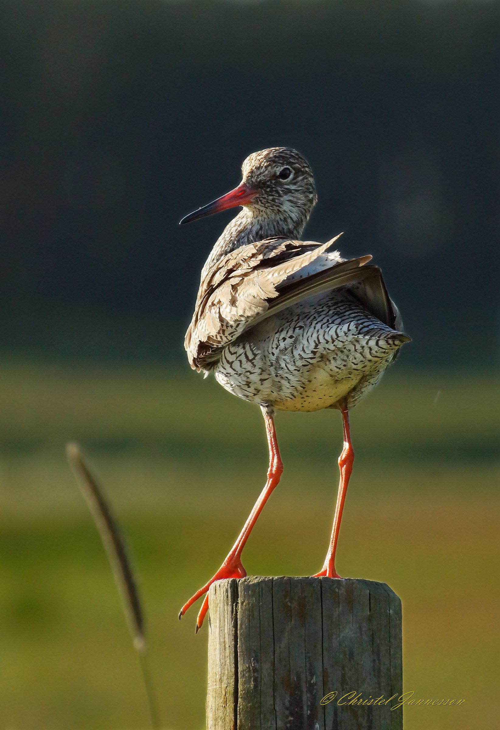 Redshank - in a nice pose...