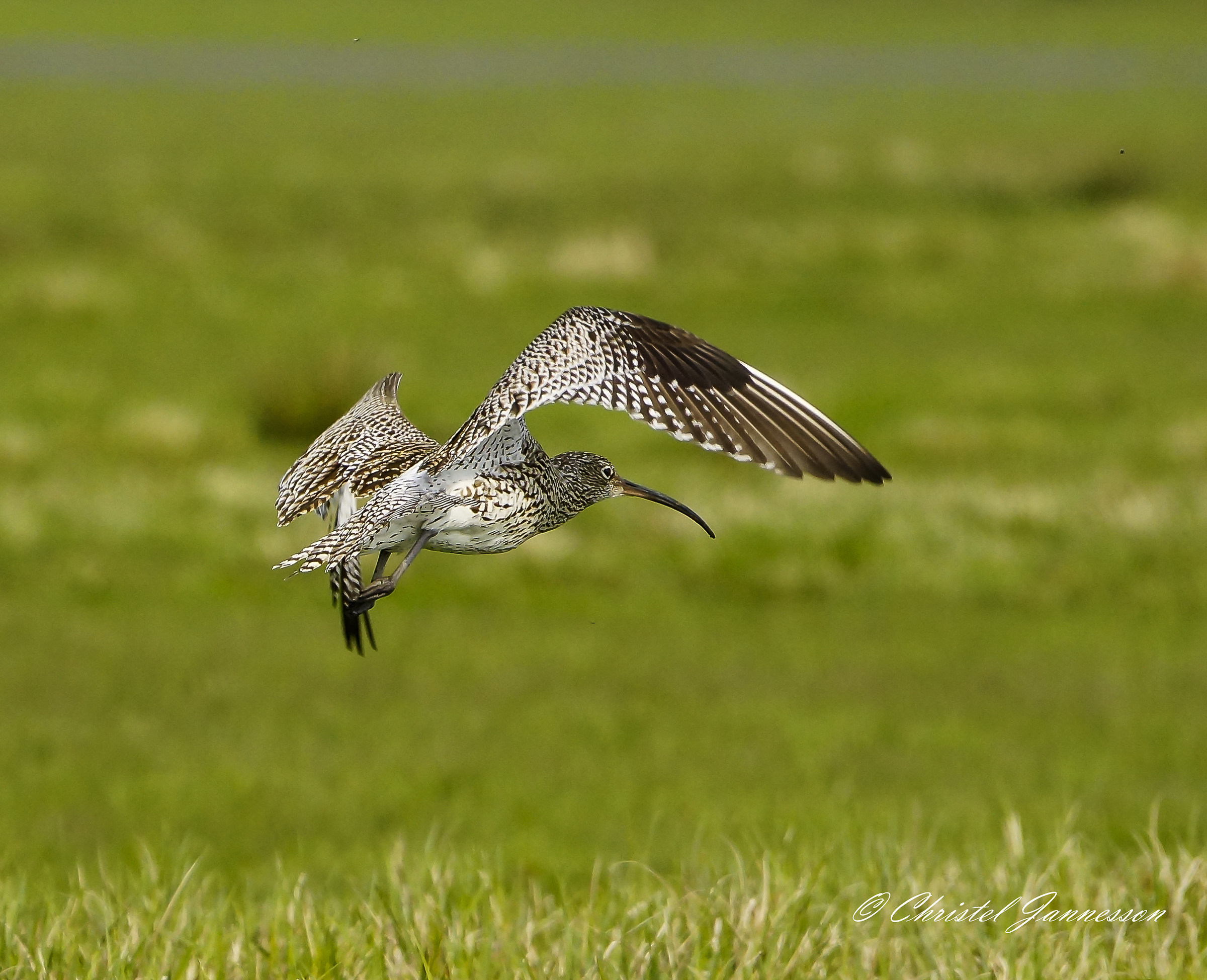 EurasianCurlew - tries to find som nice place...