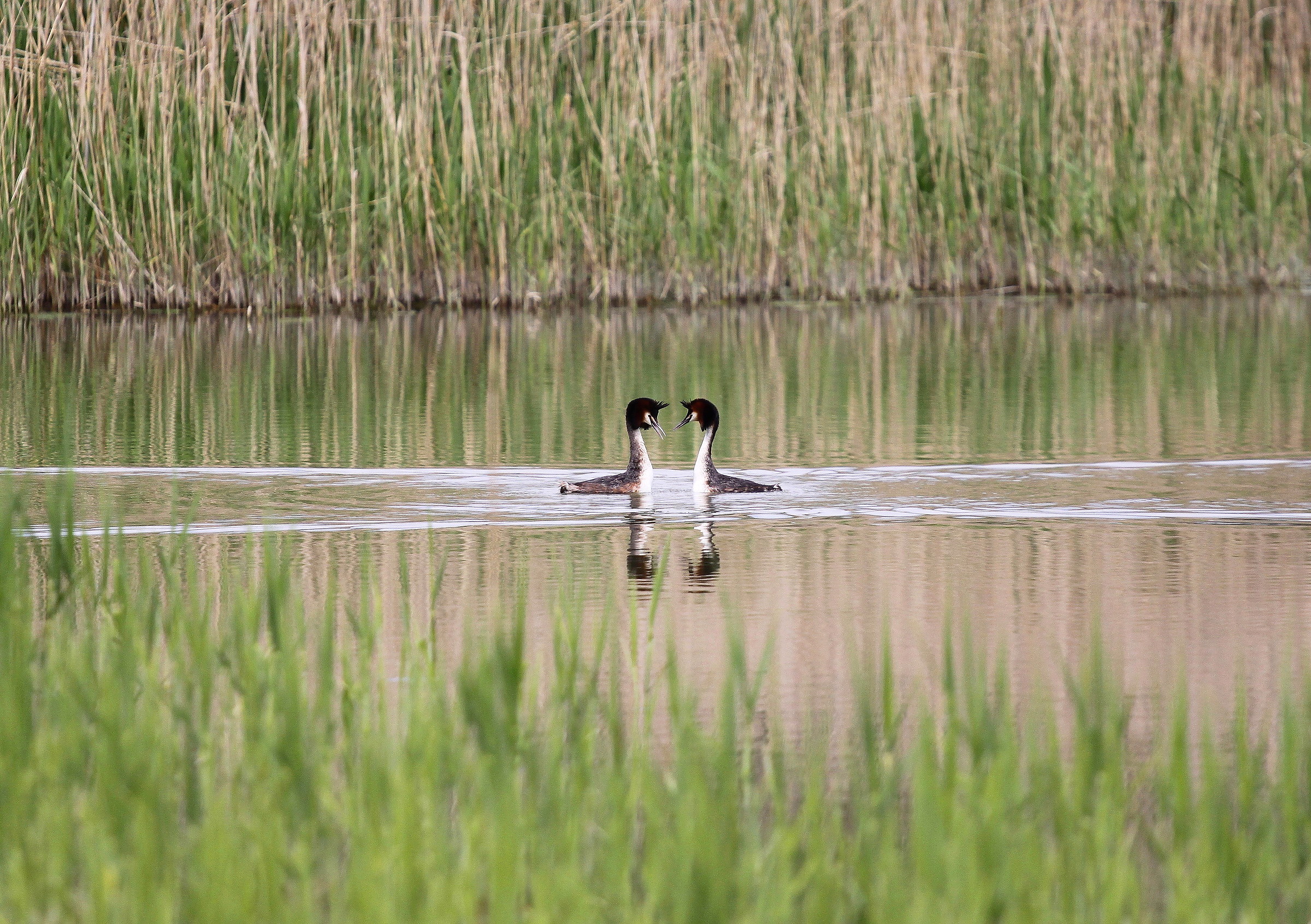 Grebes courting...