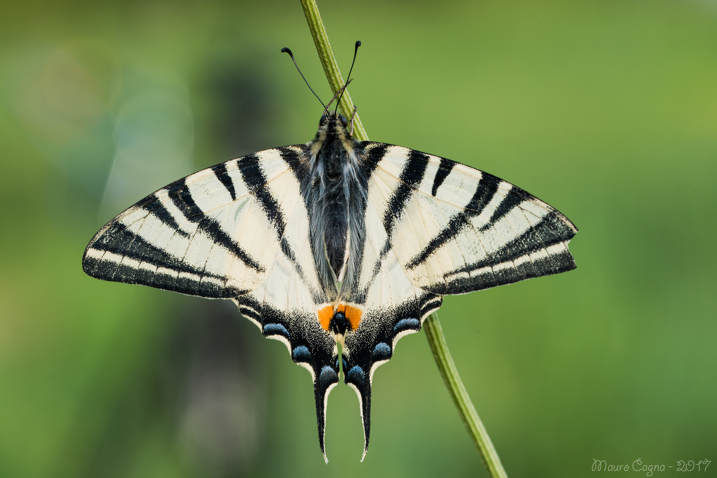Papilio machaon posing...