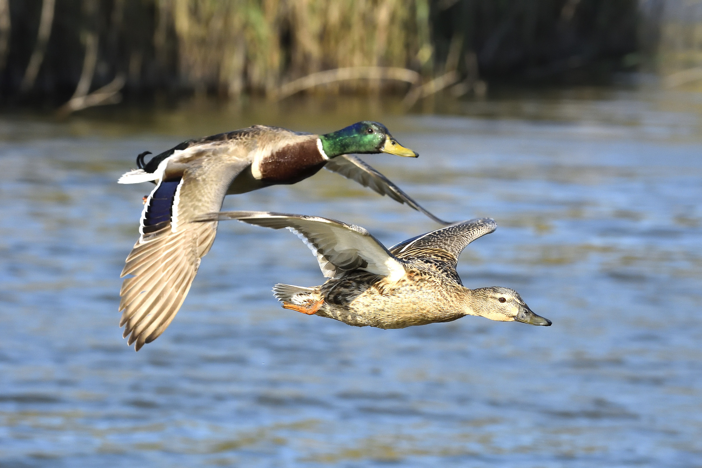Ducks in flight...