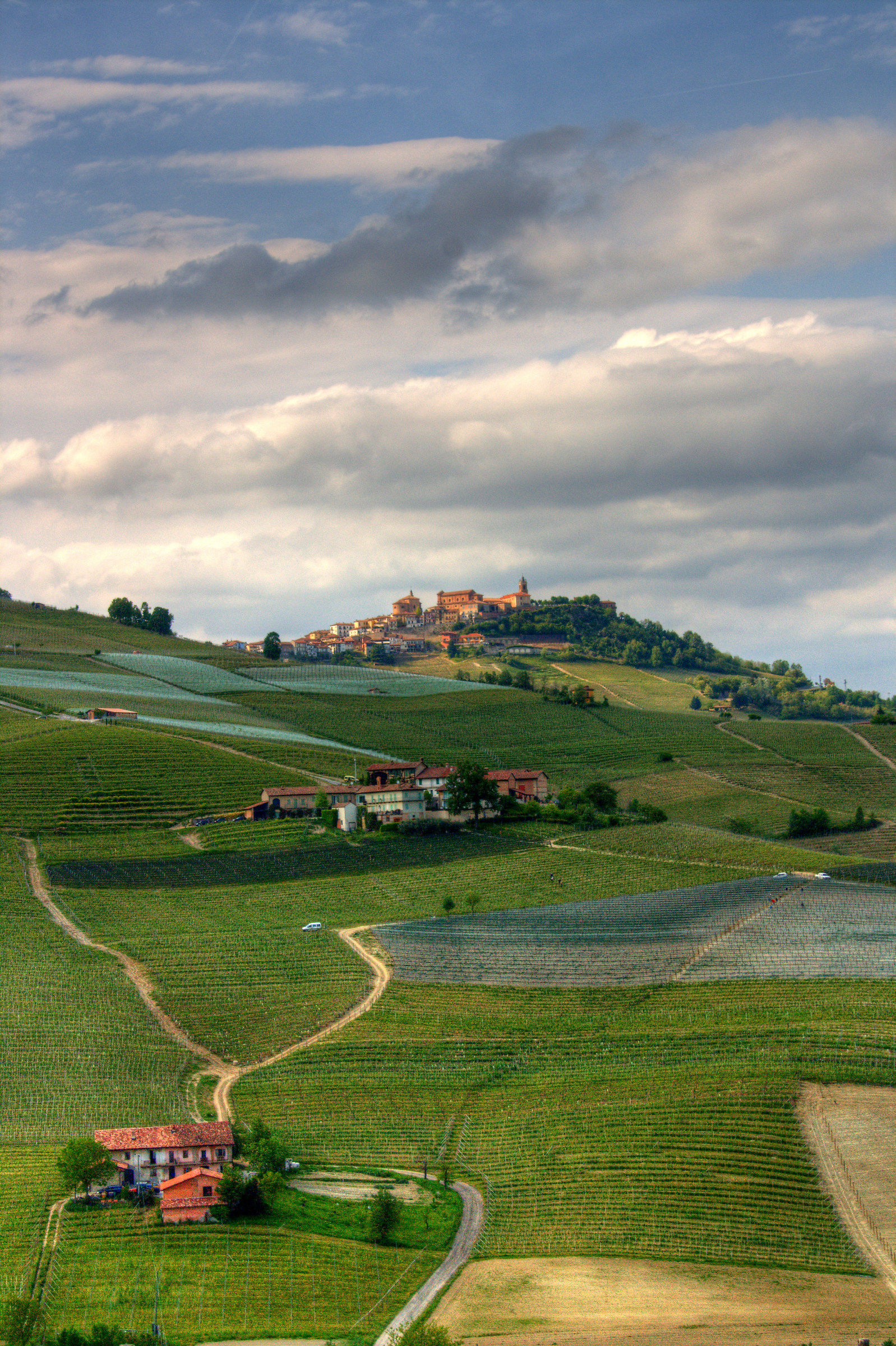 shades in the Langhe...