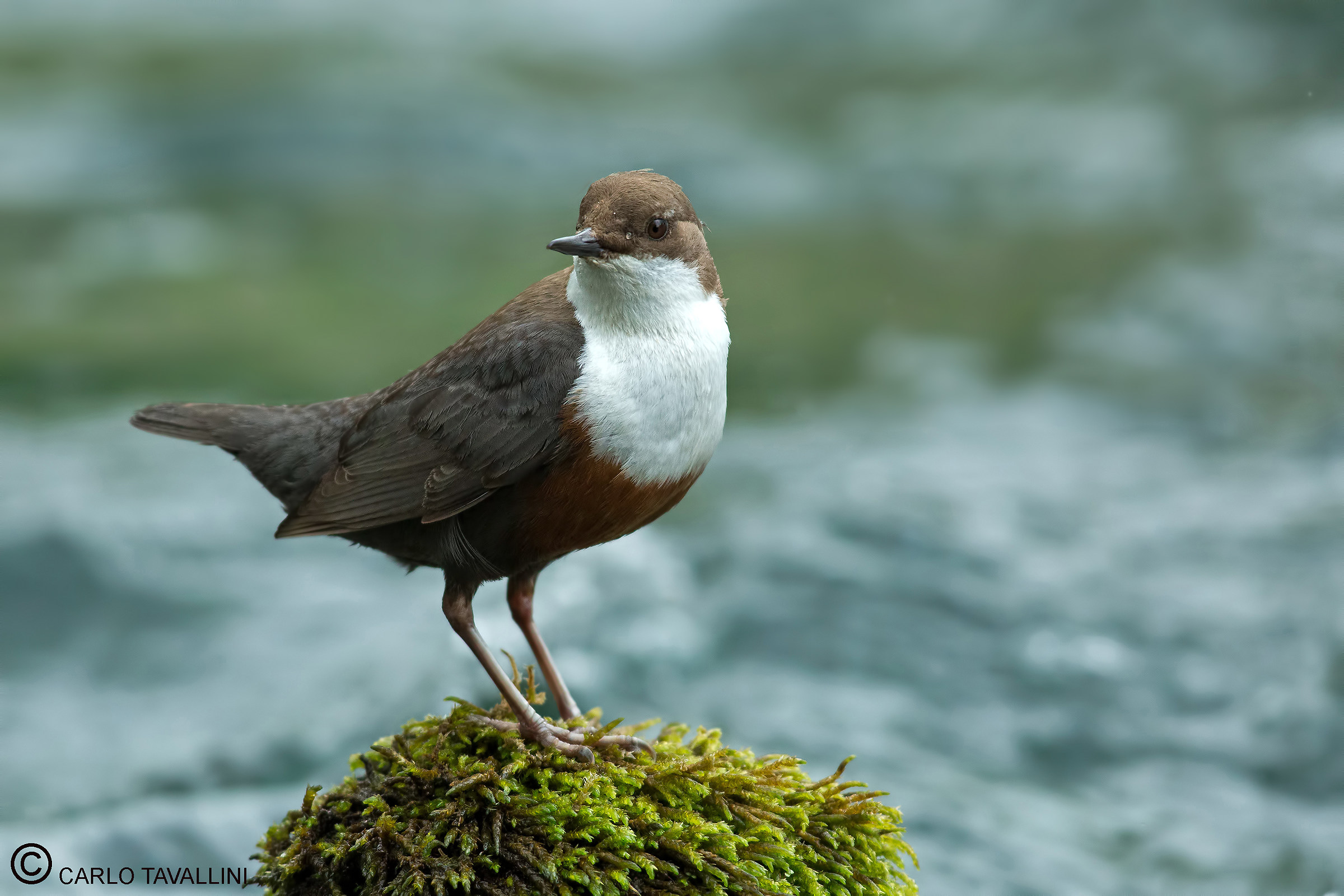 dipper...