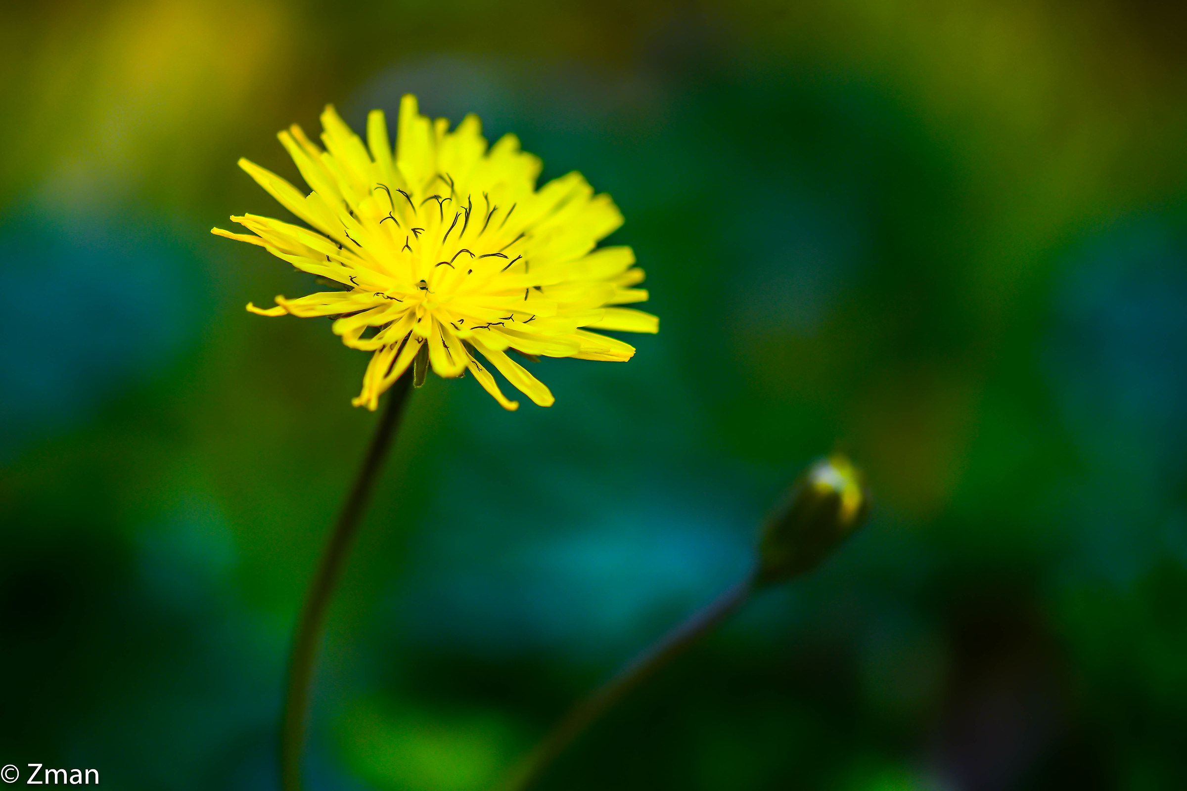 Fiori selvatici...