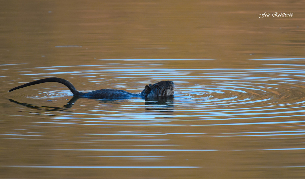 Nutria at sunset .......