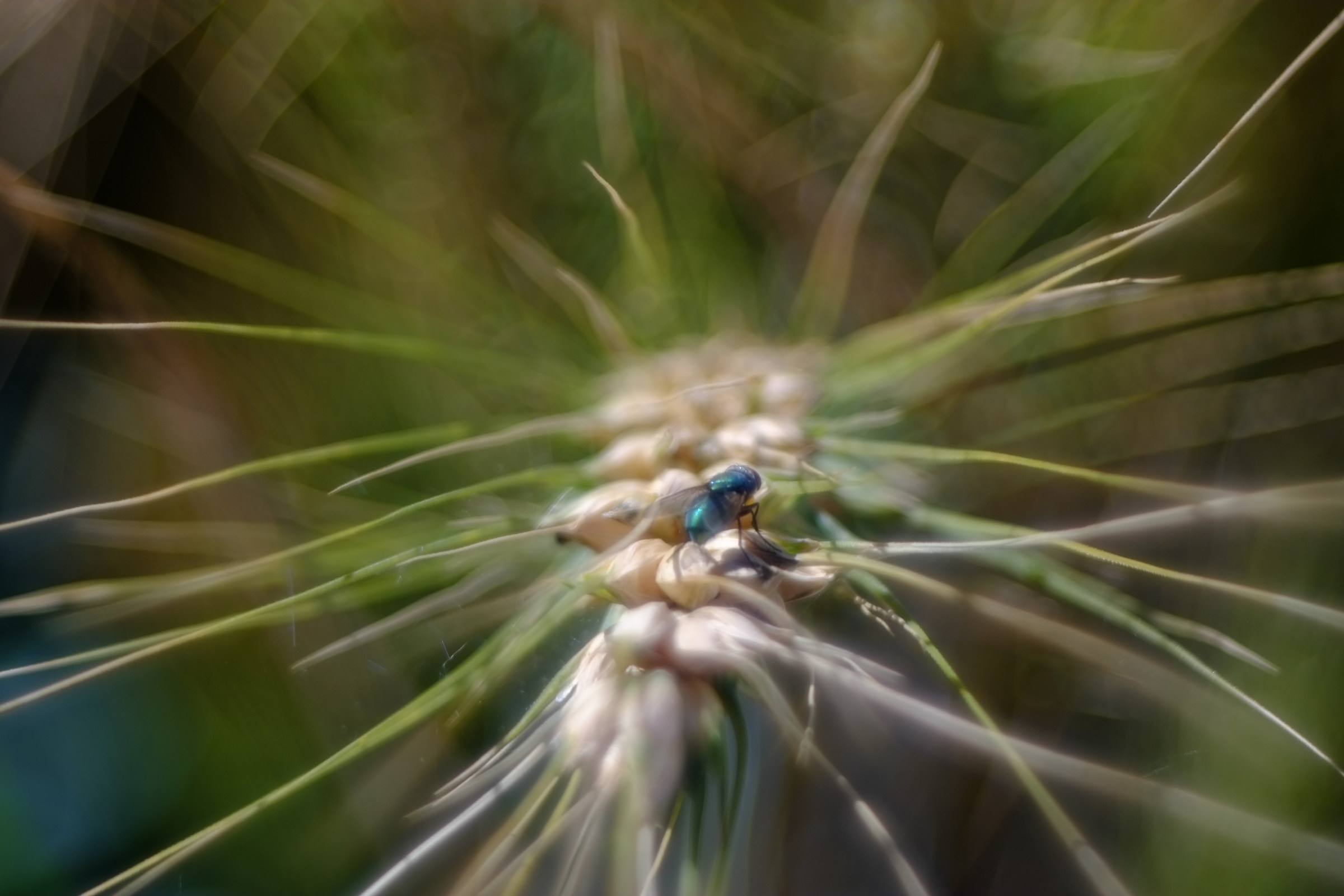 fly on wheat, diaplan 80 2.8...