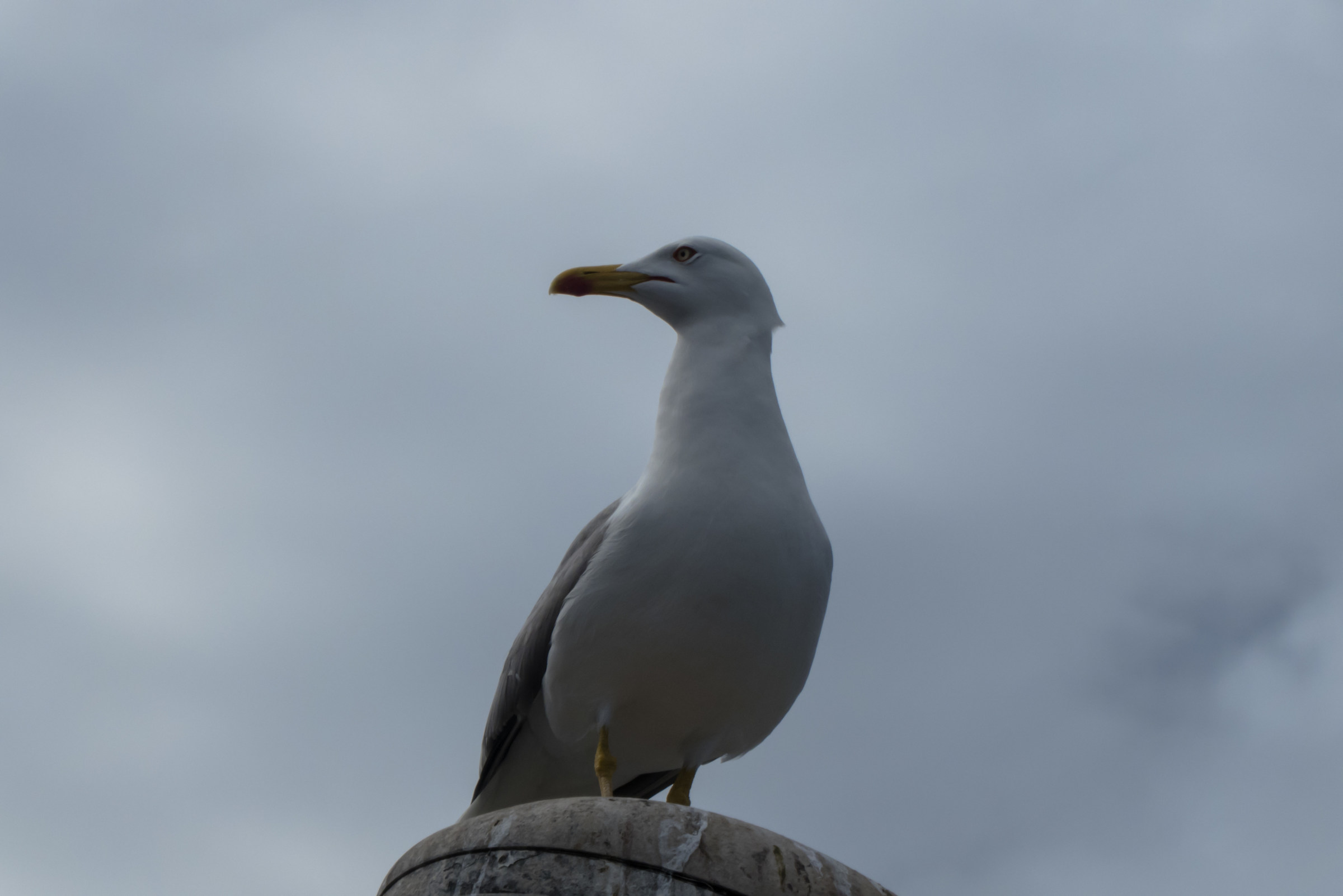 sguardo affamato...