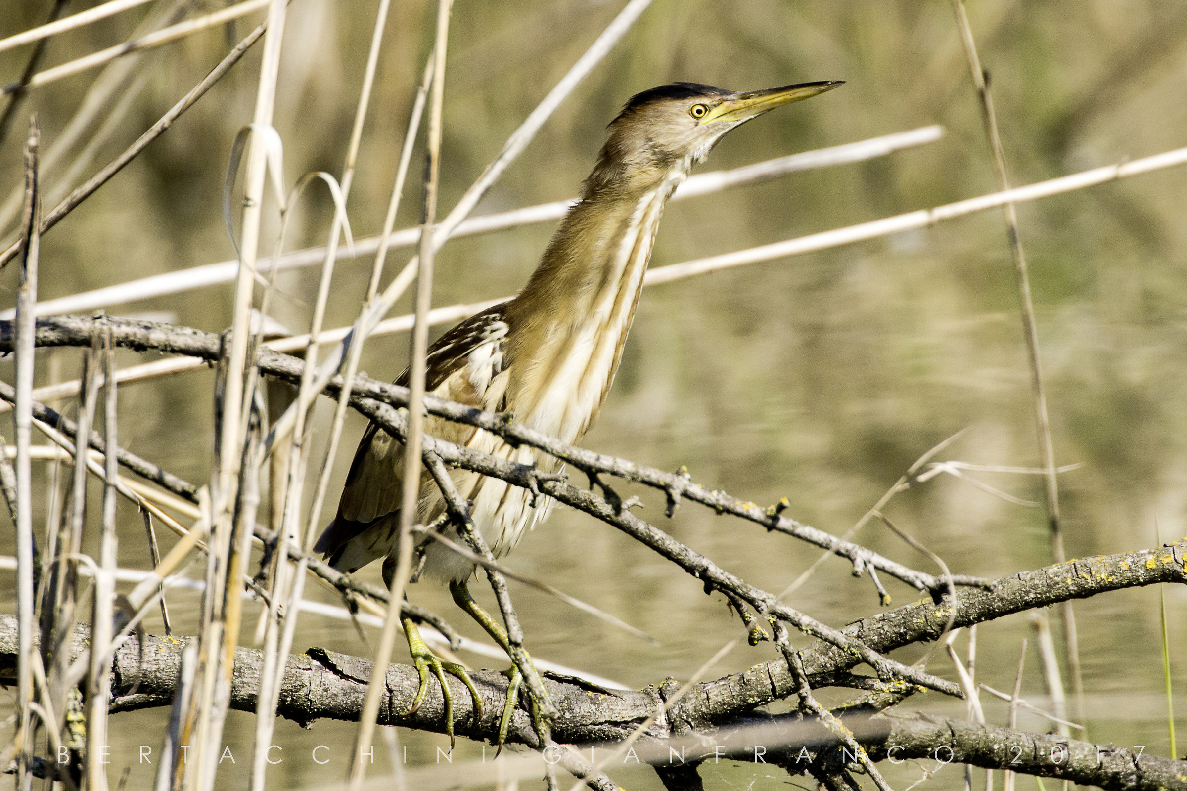 Bittern...