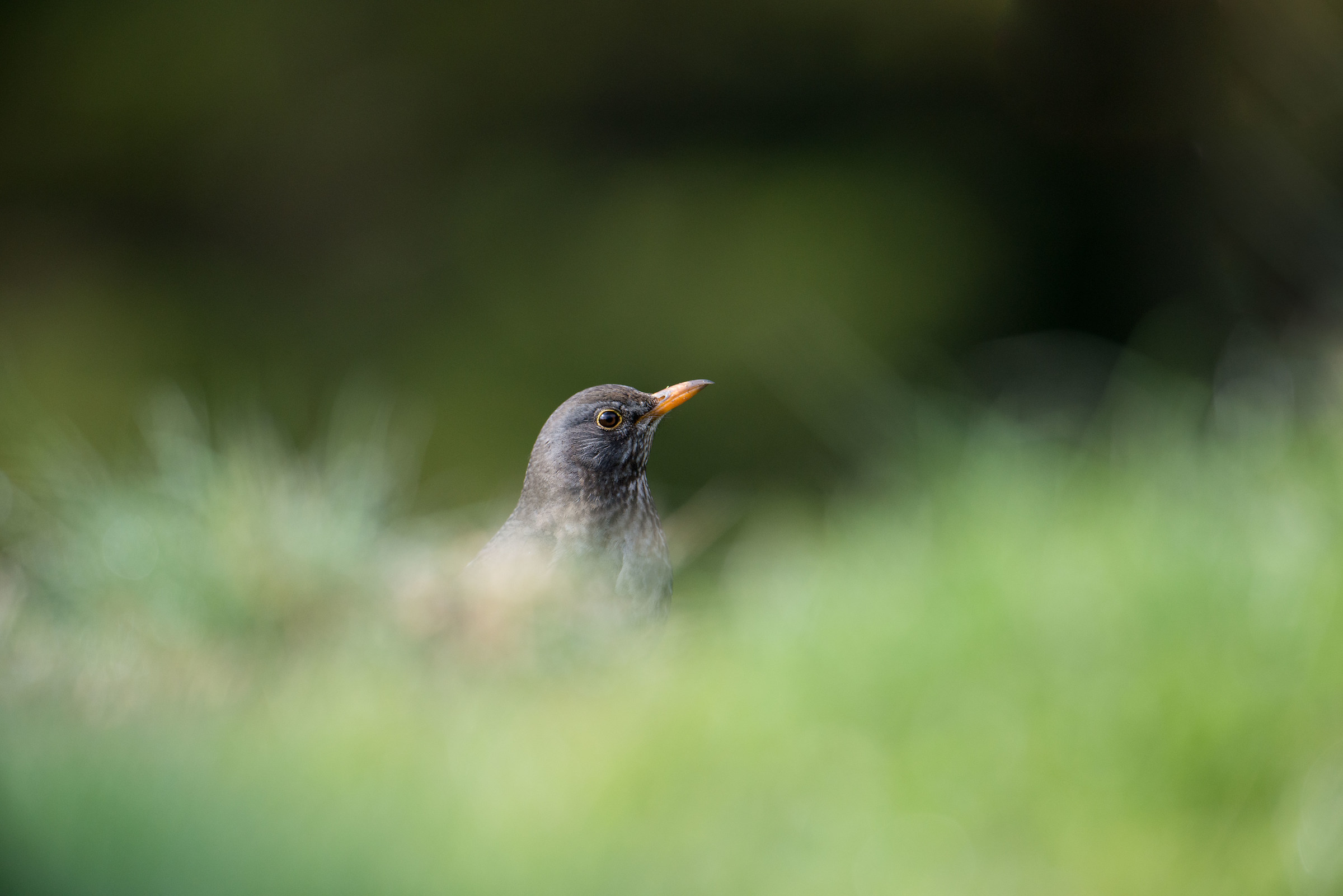 blackbird...
