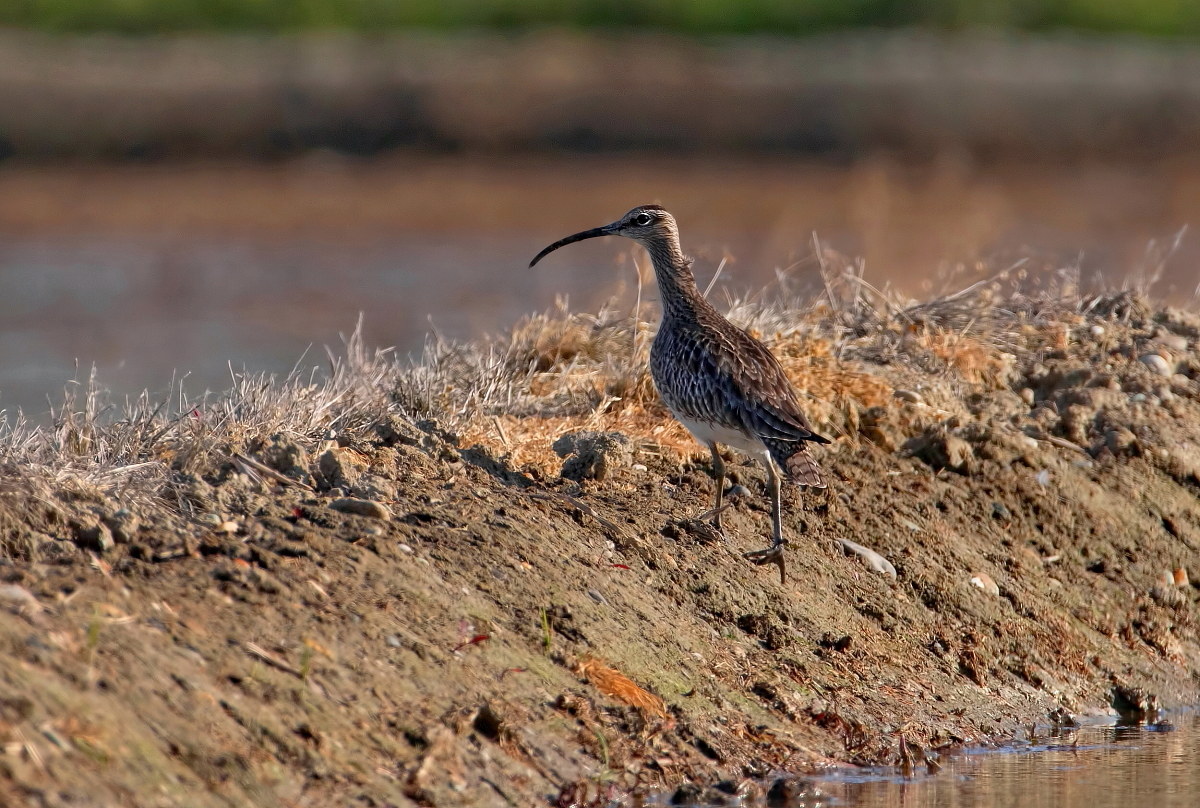 Little Curlew...
