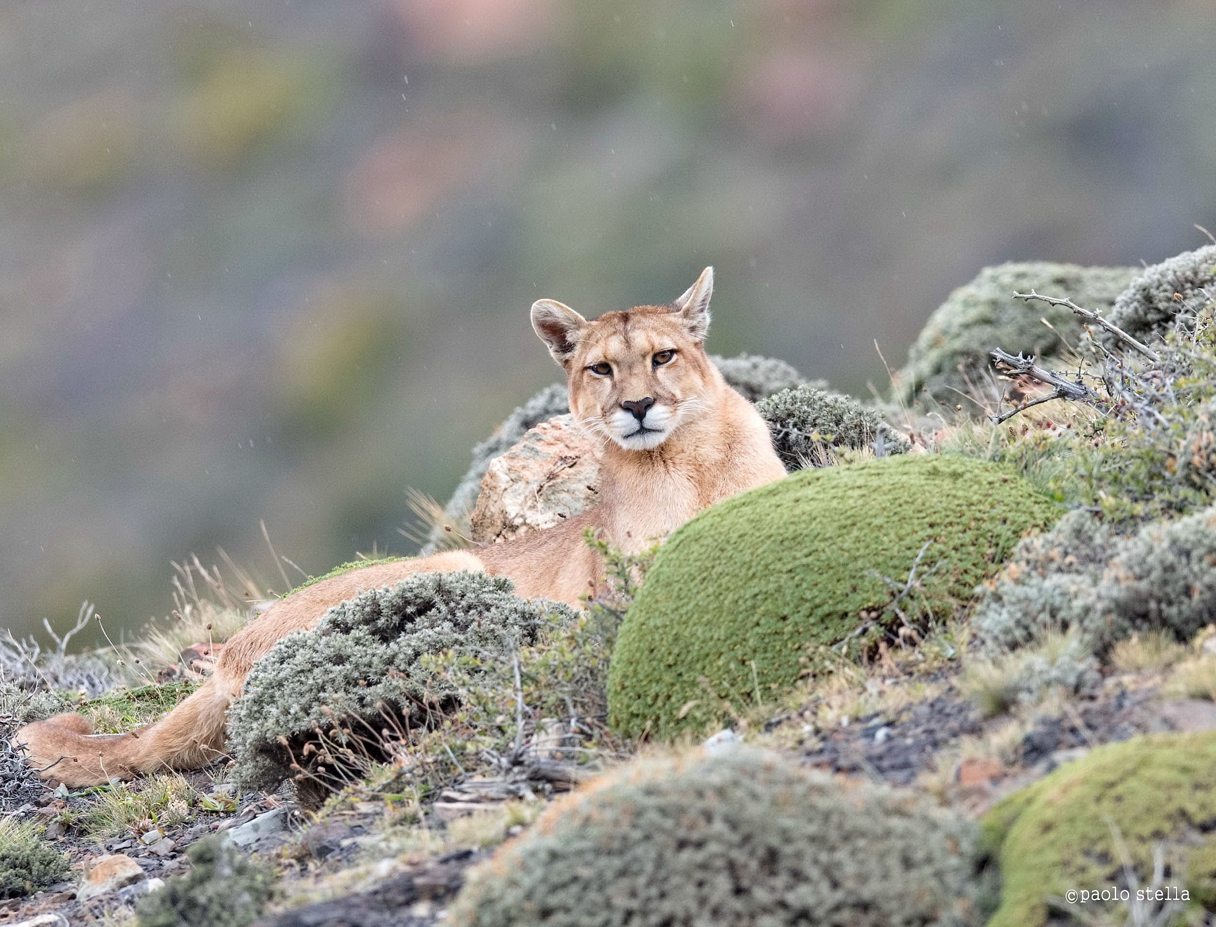 solitary cougars...