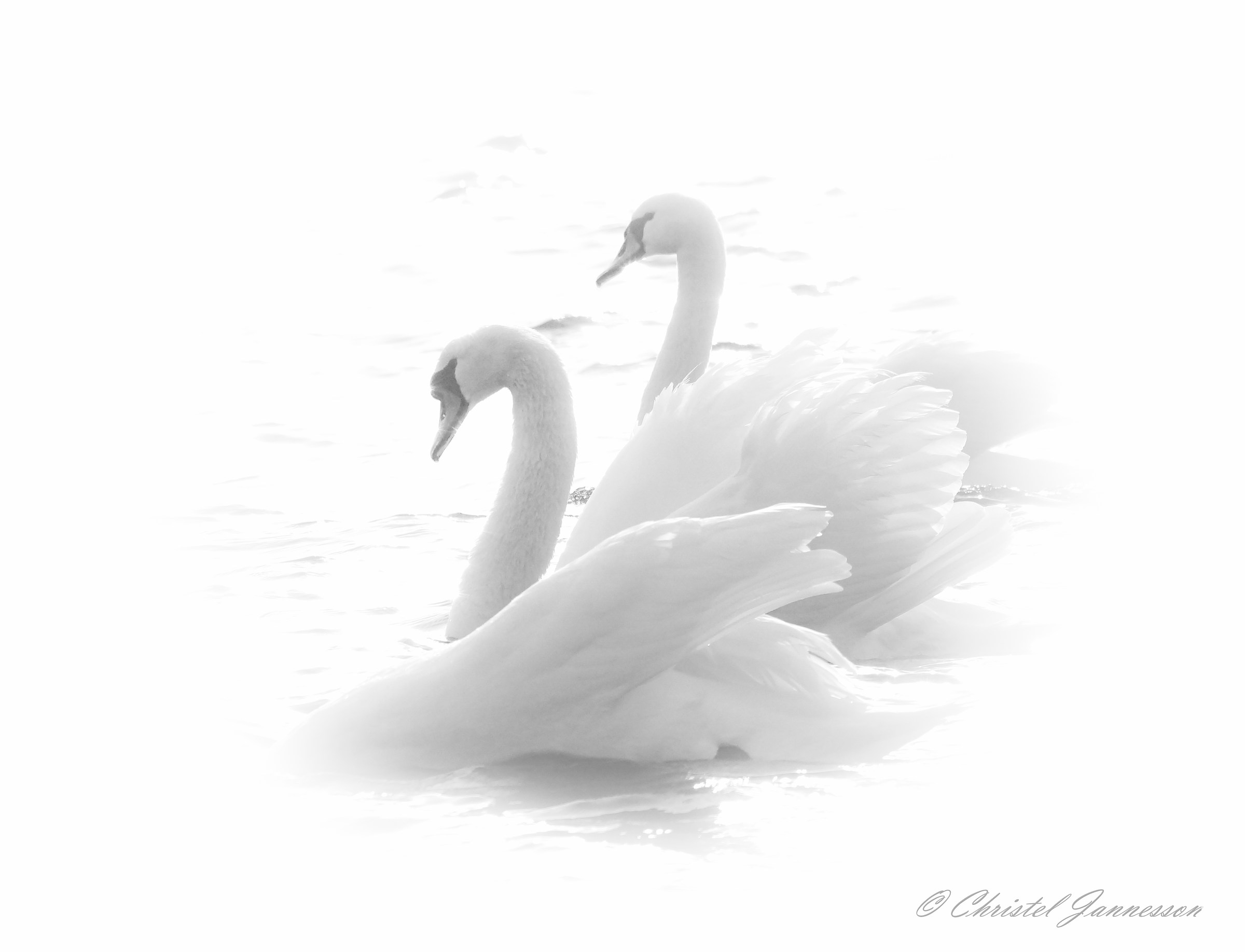 Mute Swans - in shimmering white...