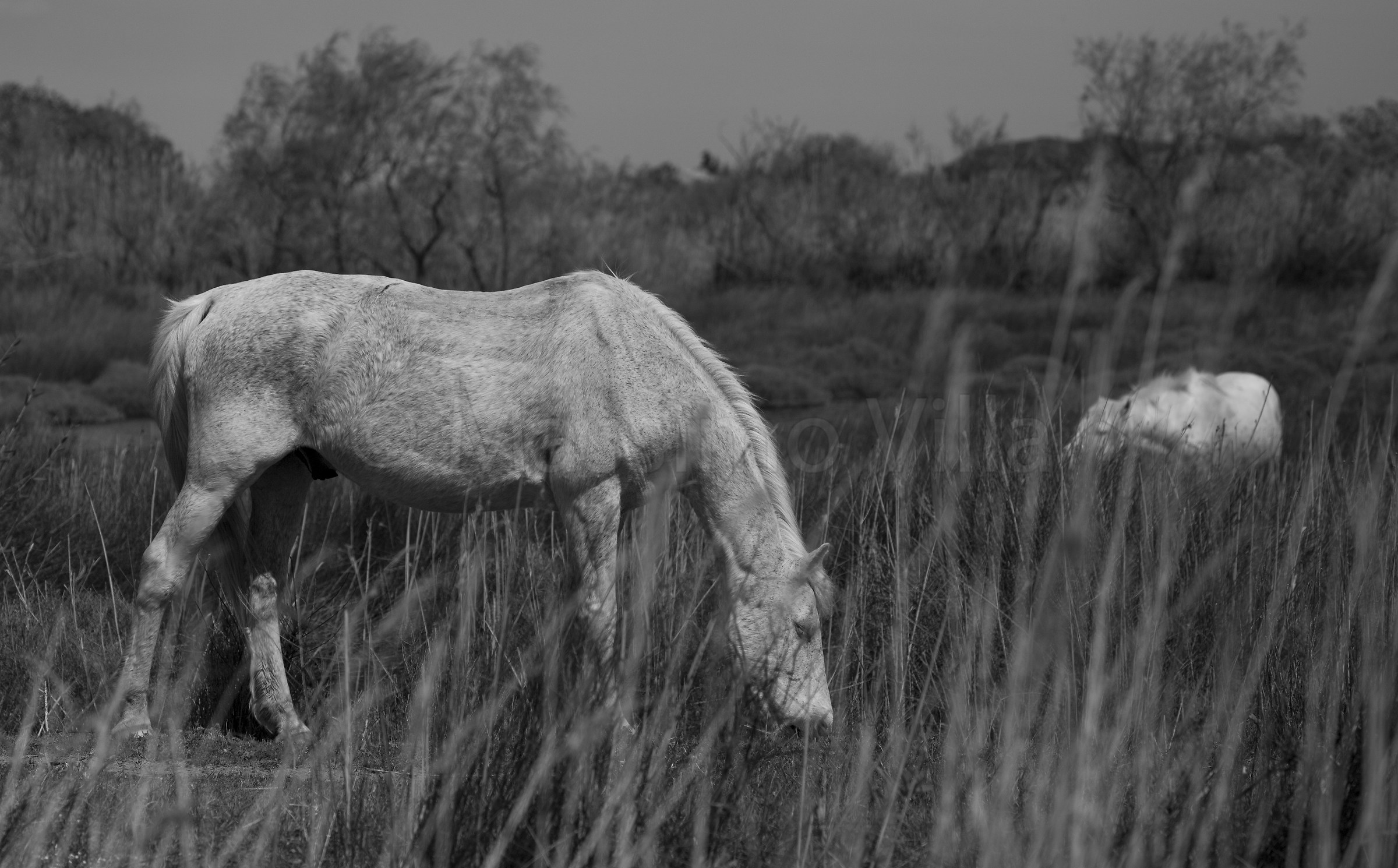 Horses in the Camargue...