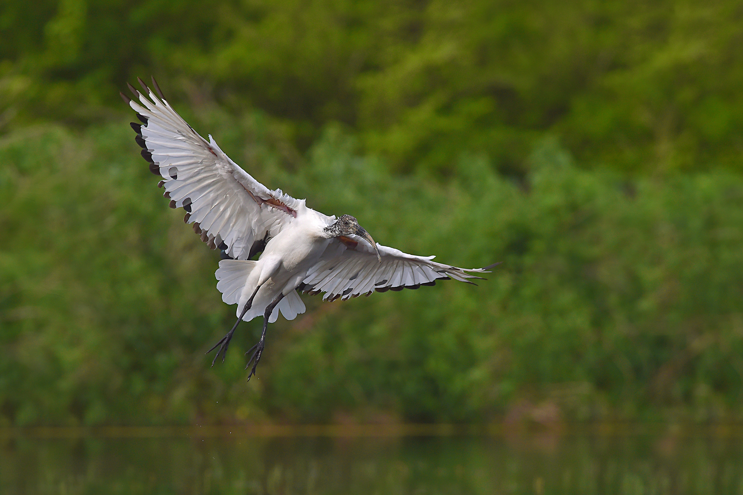 Stories of feathers 5 (Sacred Ibis)...