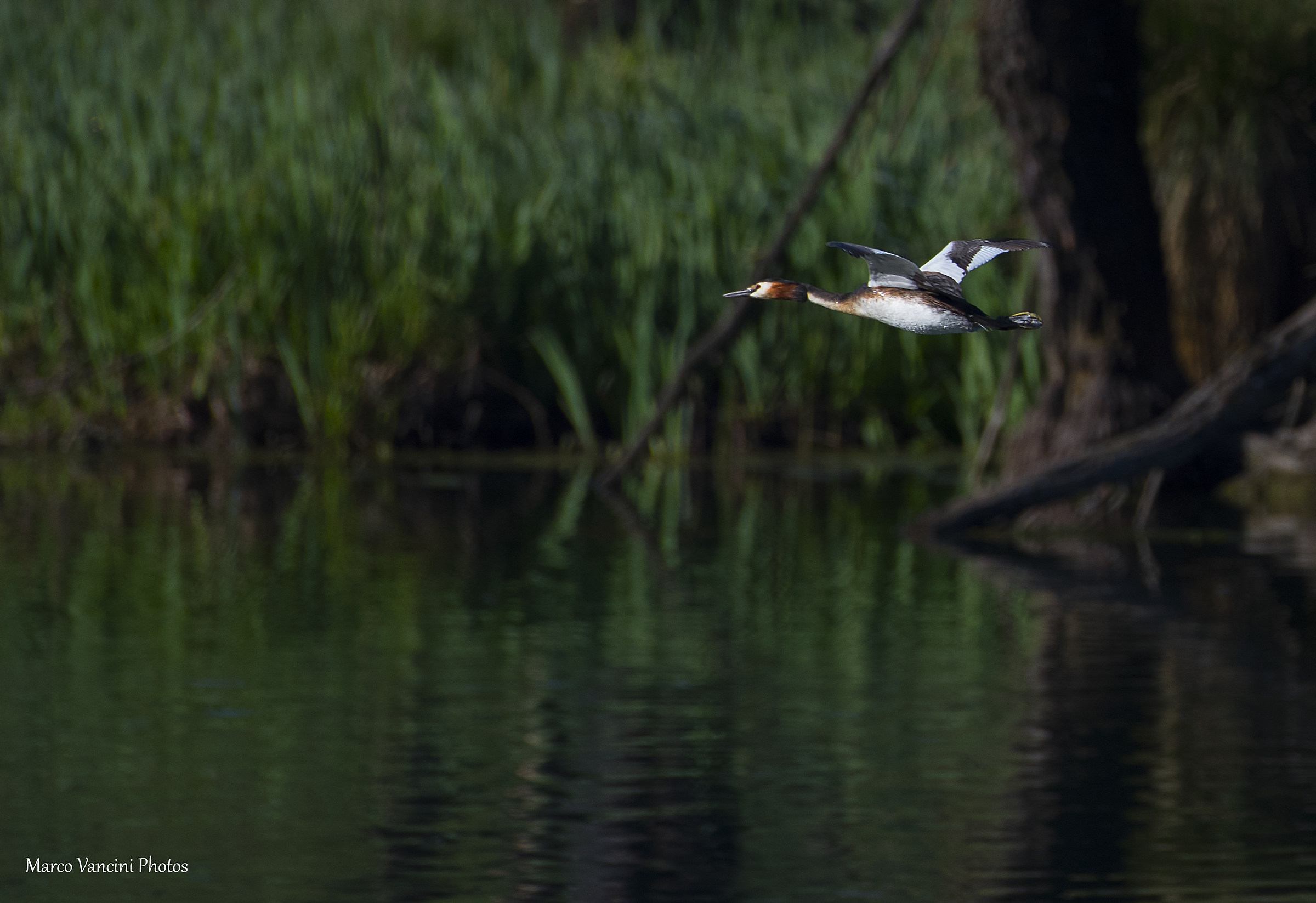 Grebe...