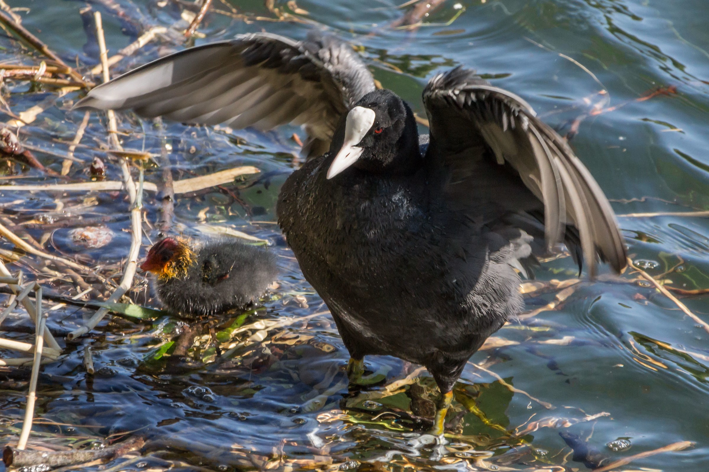 Coot with a chick...
