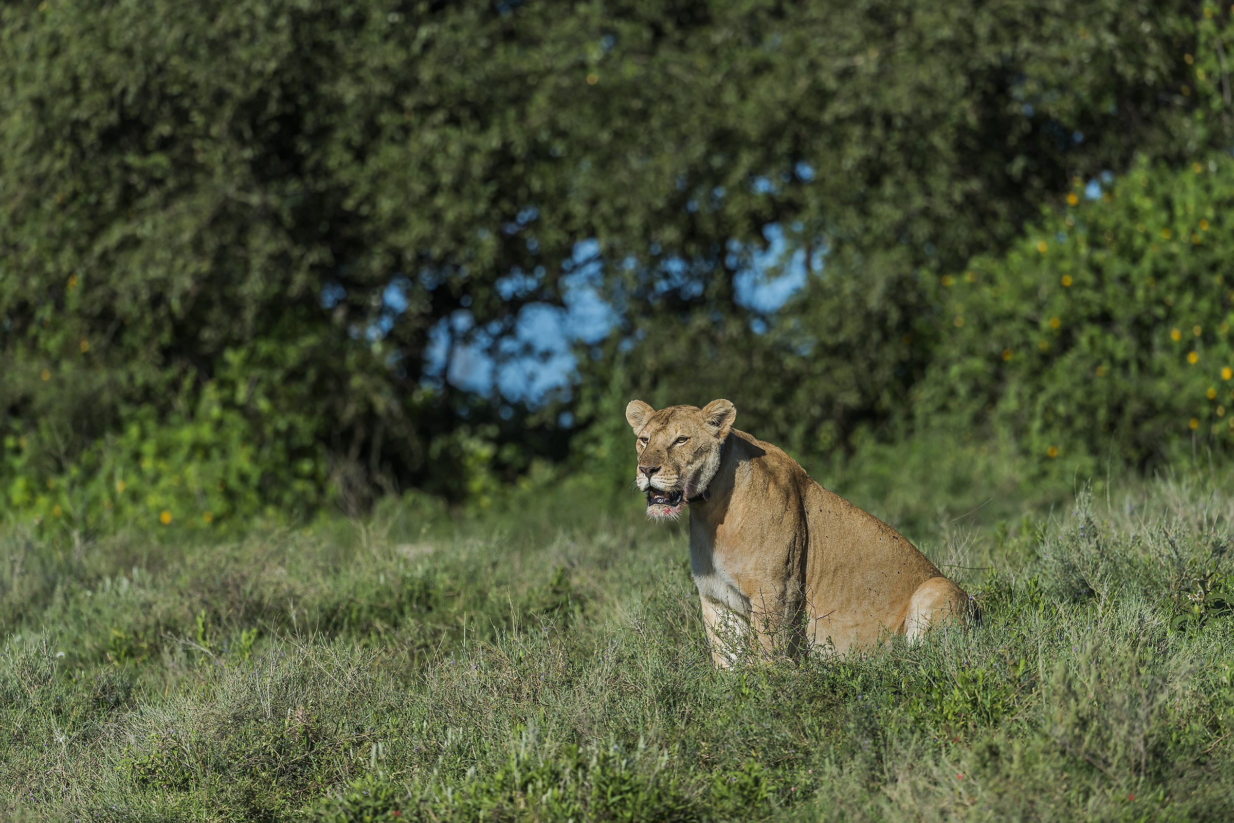 Tanzania 2017 - Lioness...