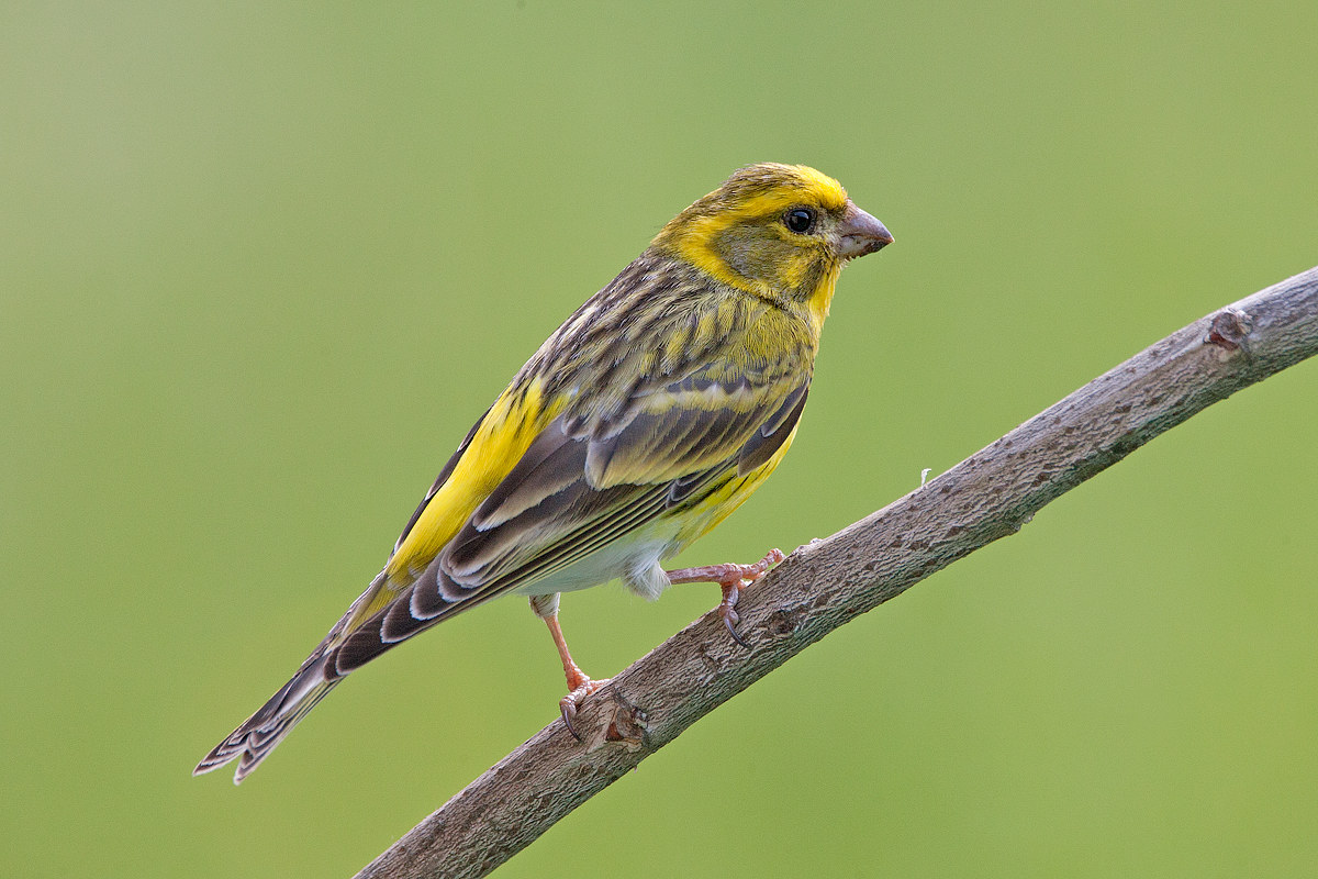 Serin...