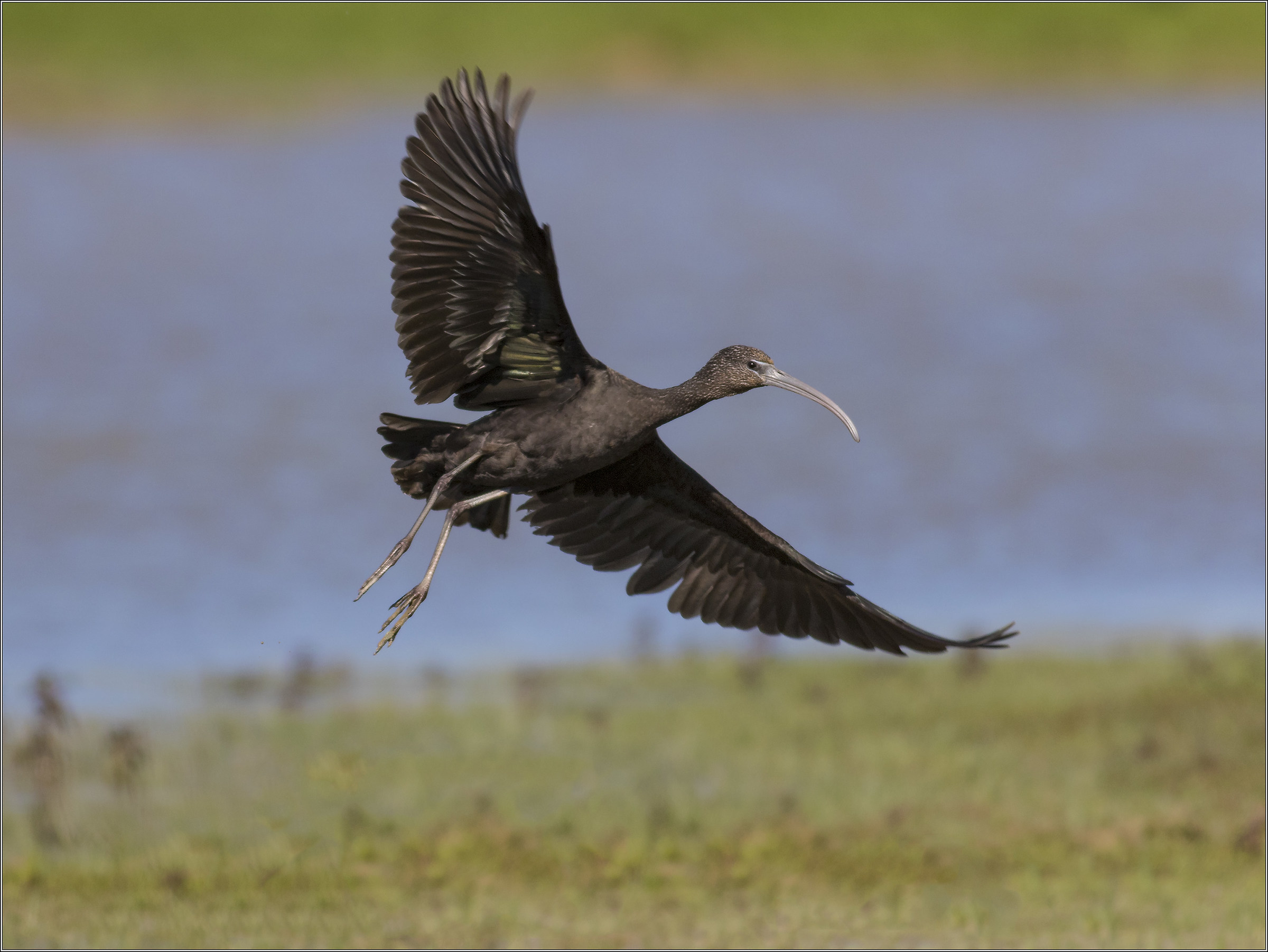 glossy ibis in flight 1...