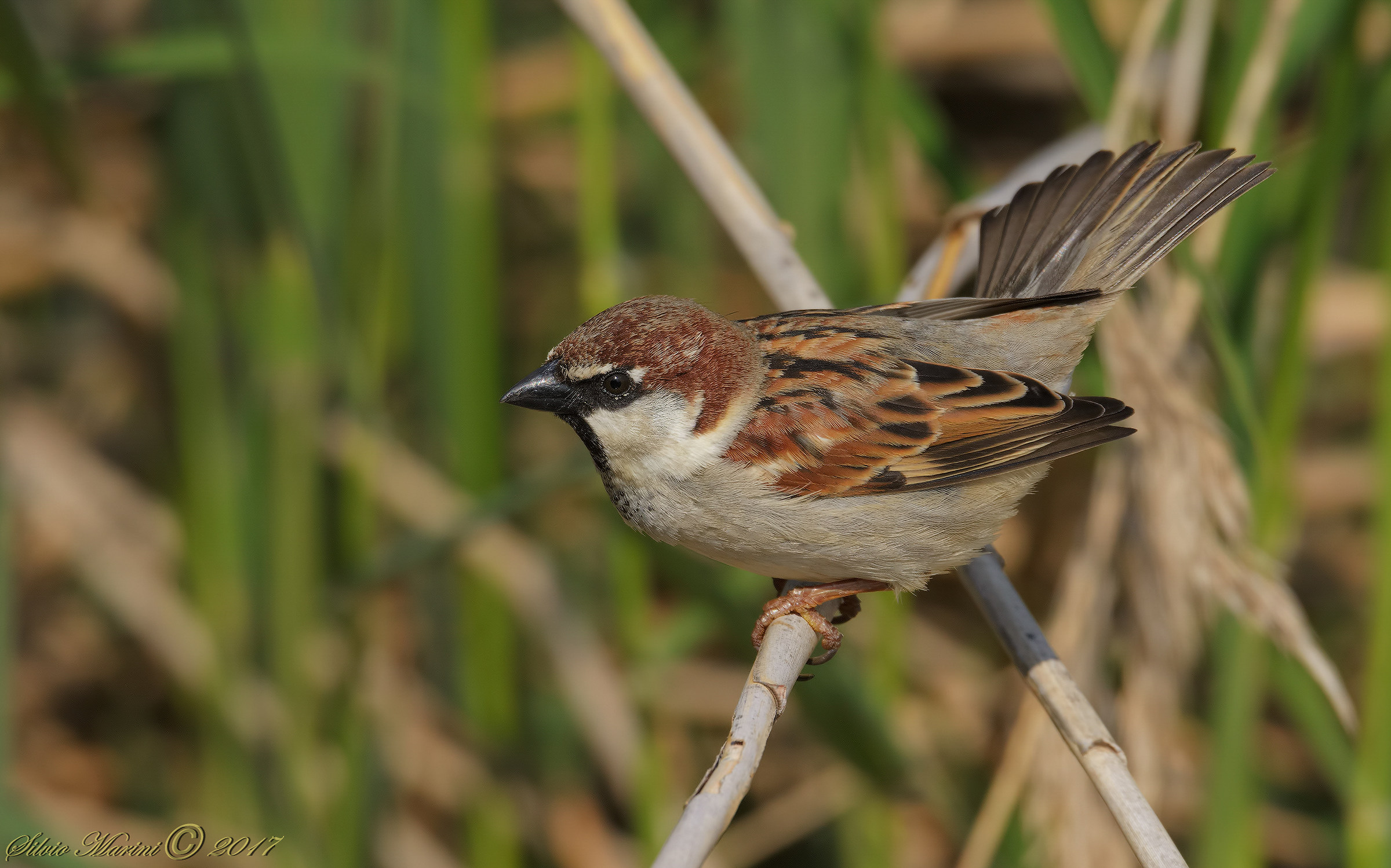 House Sparrow (Passer domesticus)...