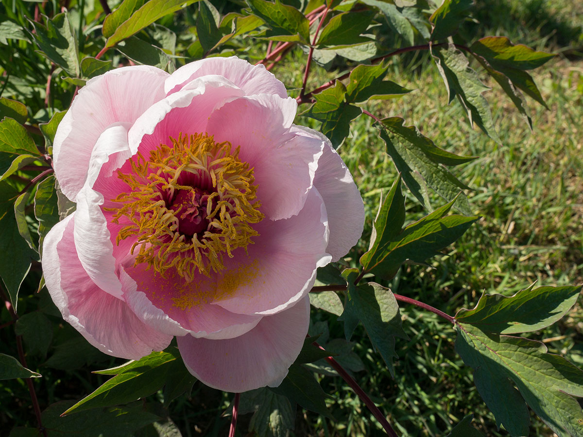 Una peonia che si crede una rosa...