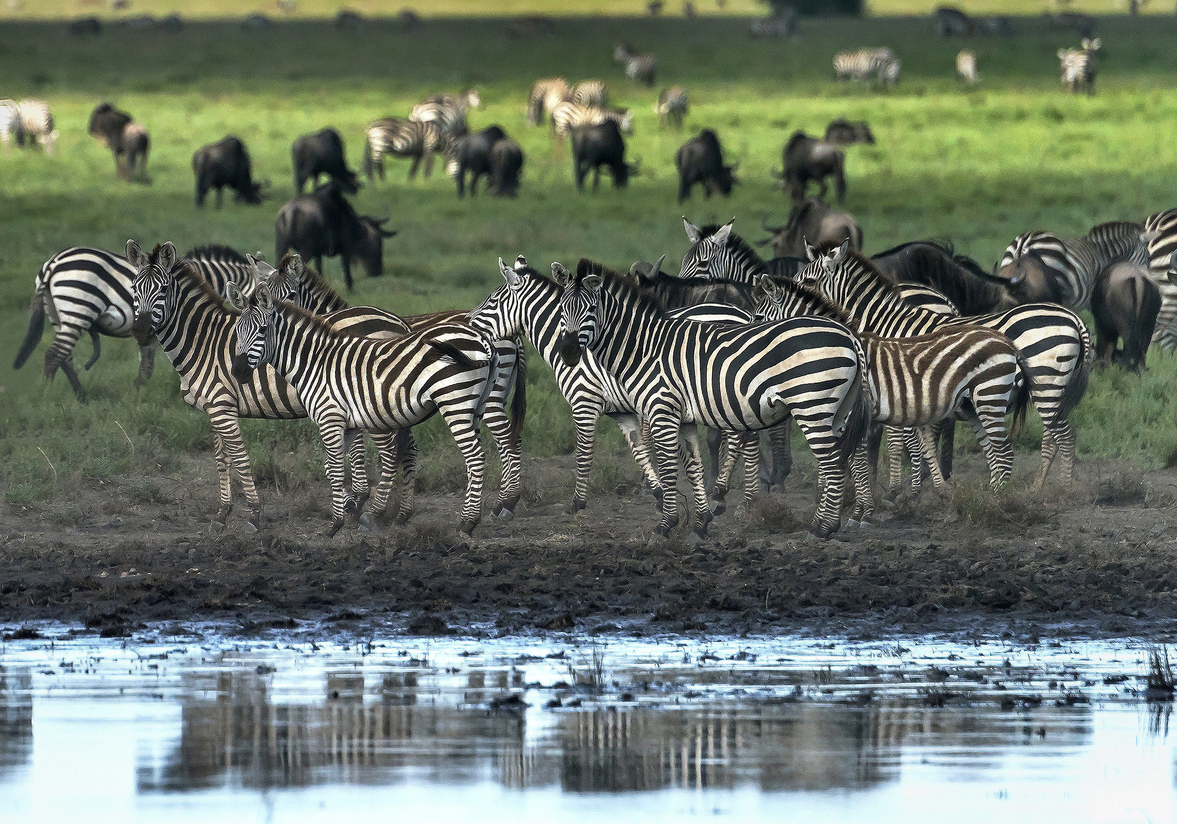 Tanzania 2017 - Serengeti...