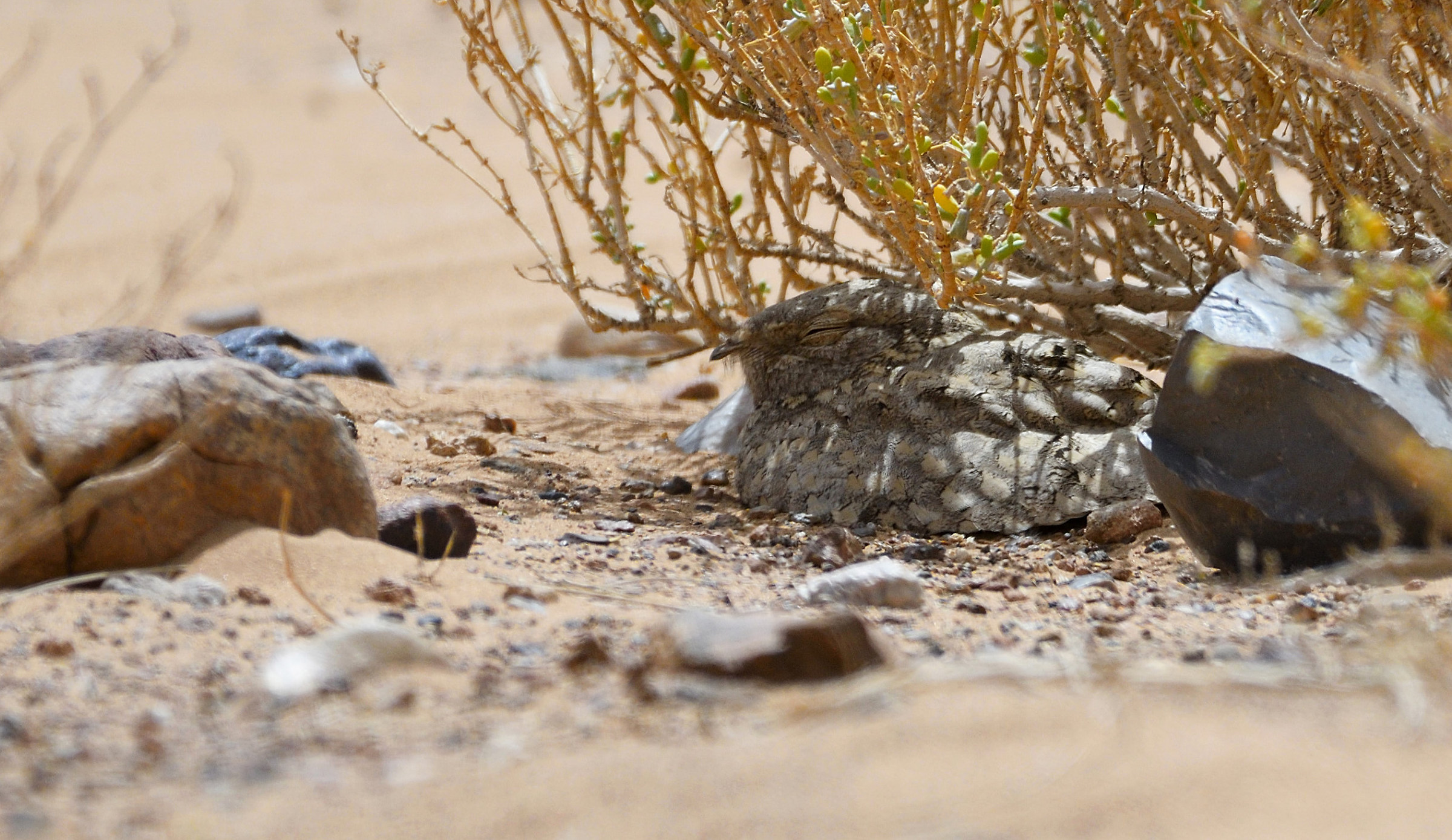 nightjar Isabeline...