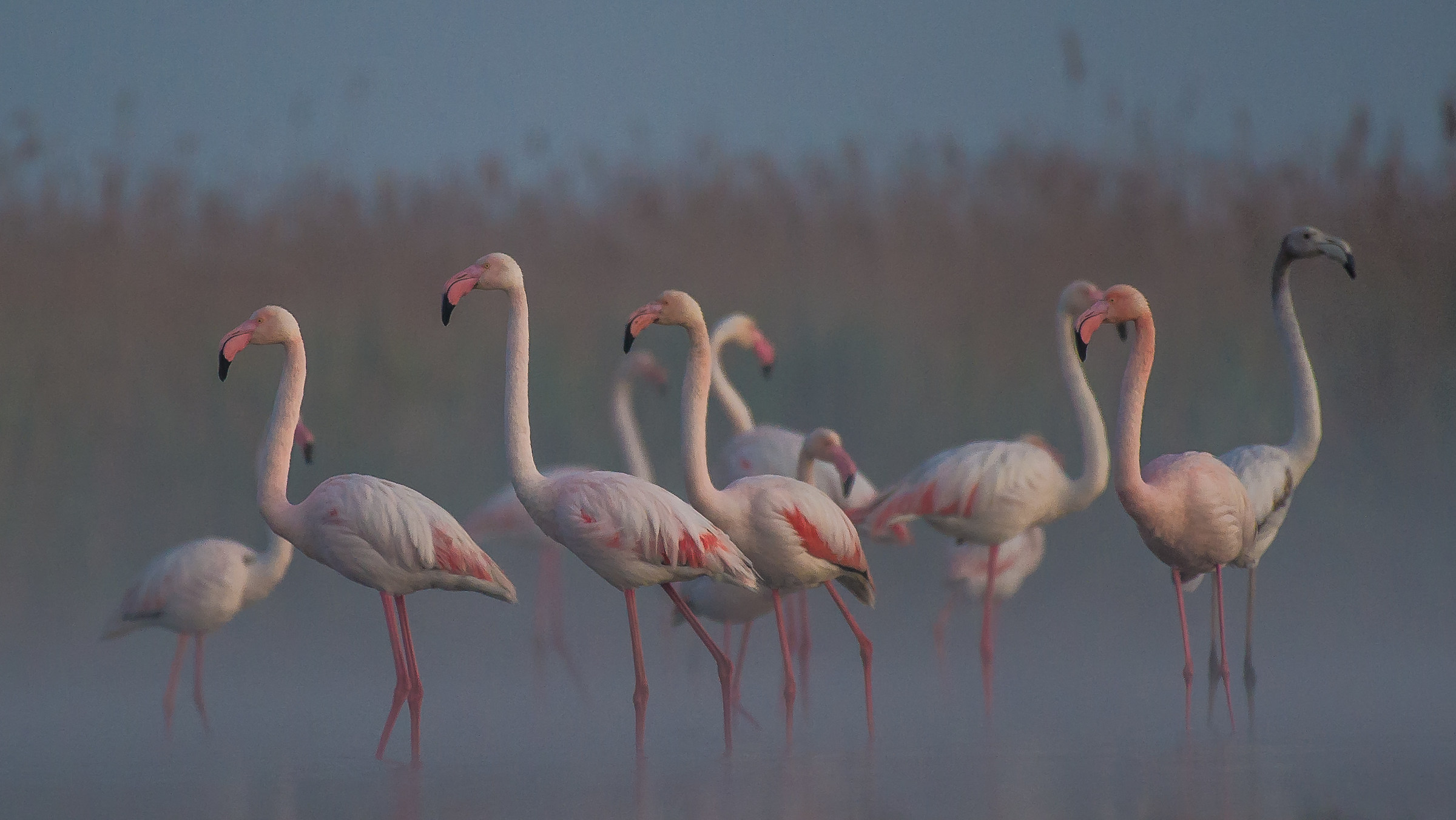 Flamingos in the mist at the early dawn lights....