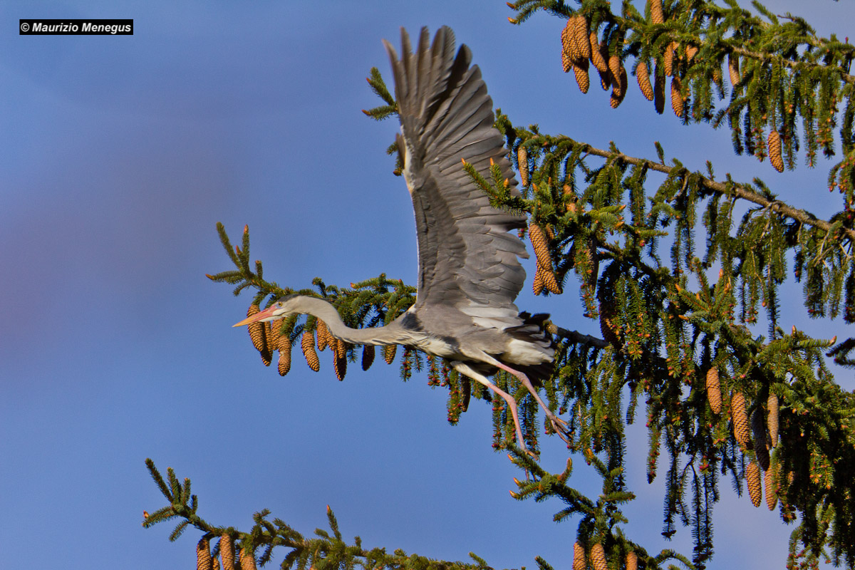 The take off of the brown heron...