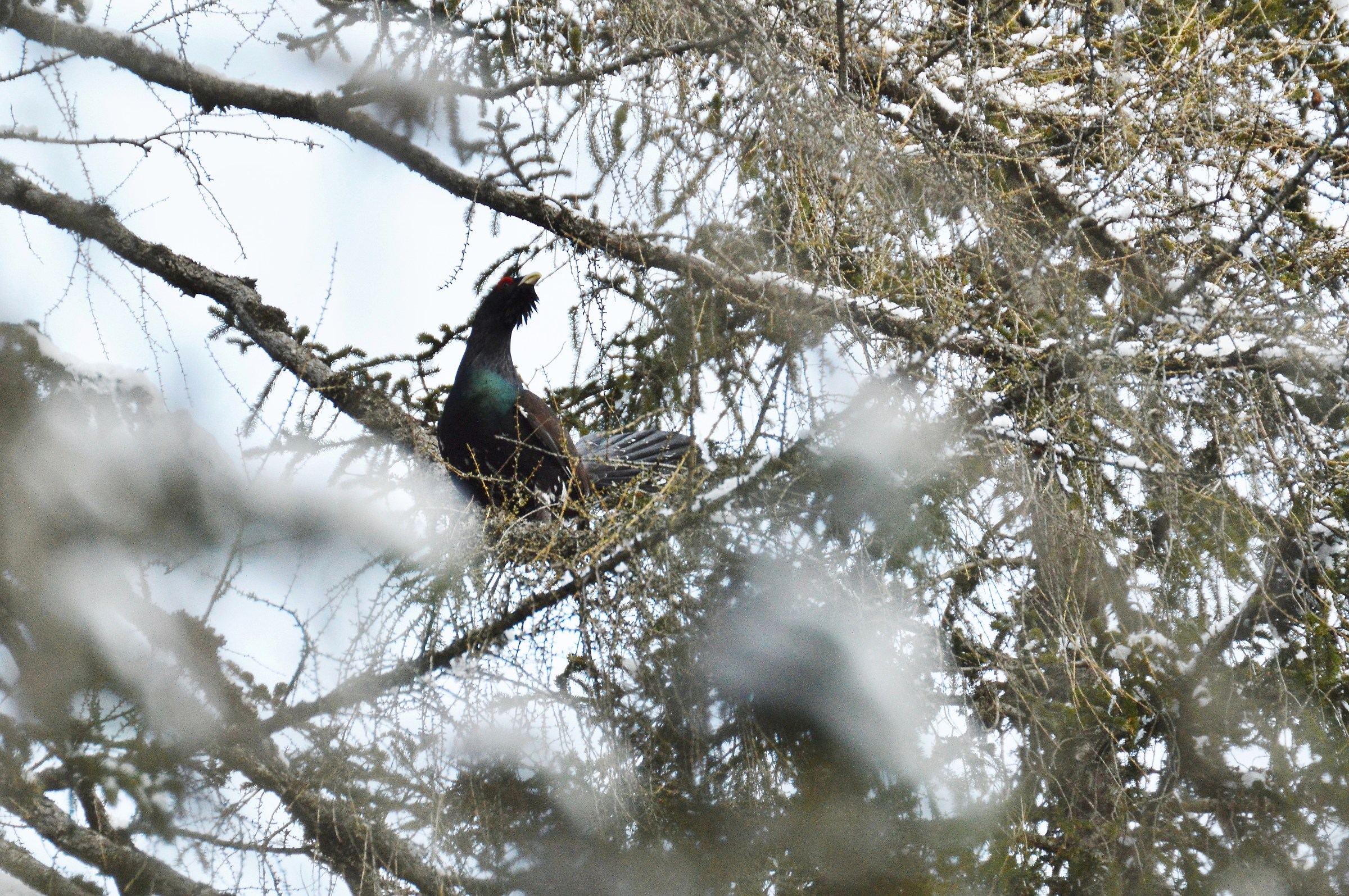 grouse singing 5...