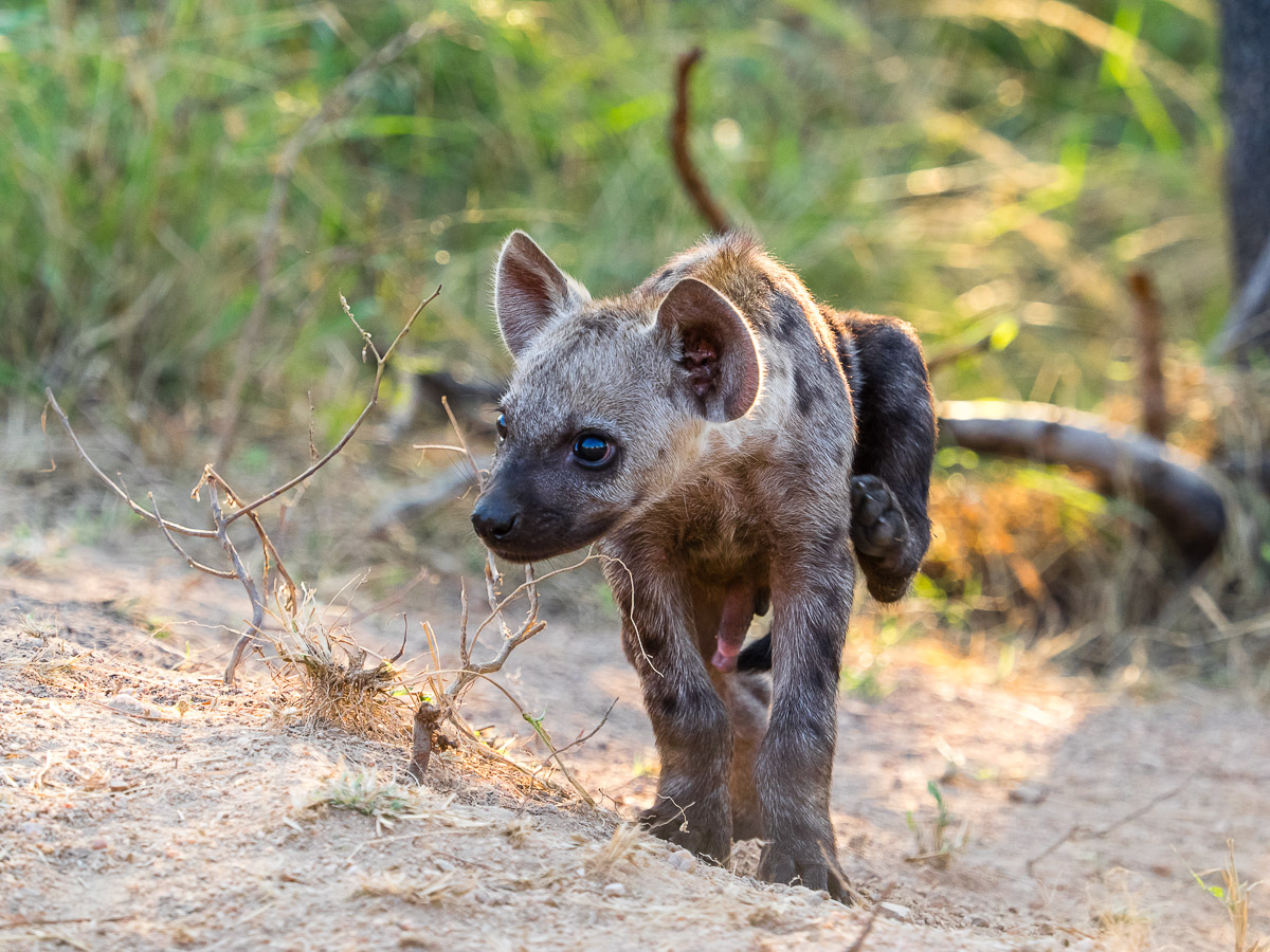 hyena cub...