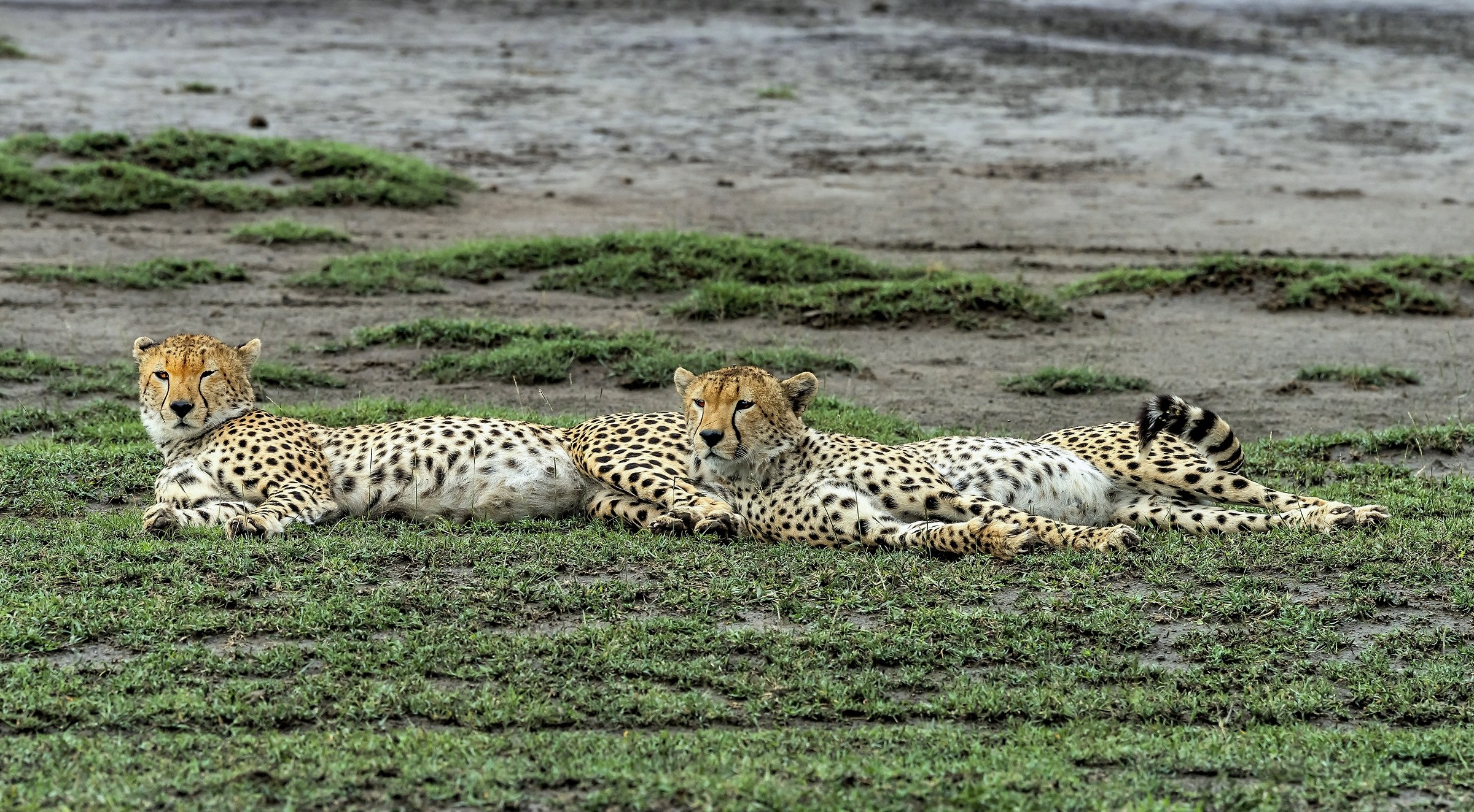 Tanzania 2017 - Stretched out...