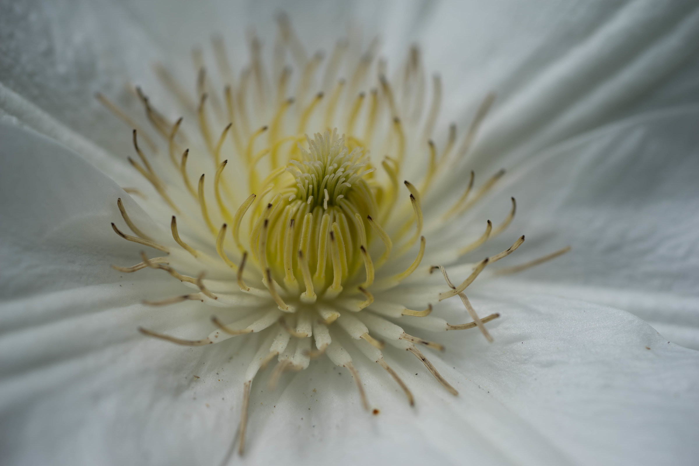 The heart of clematis...