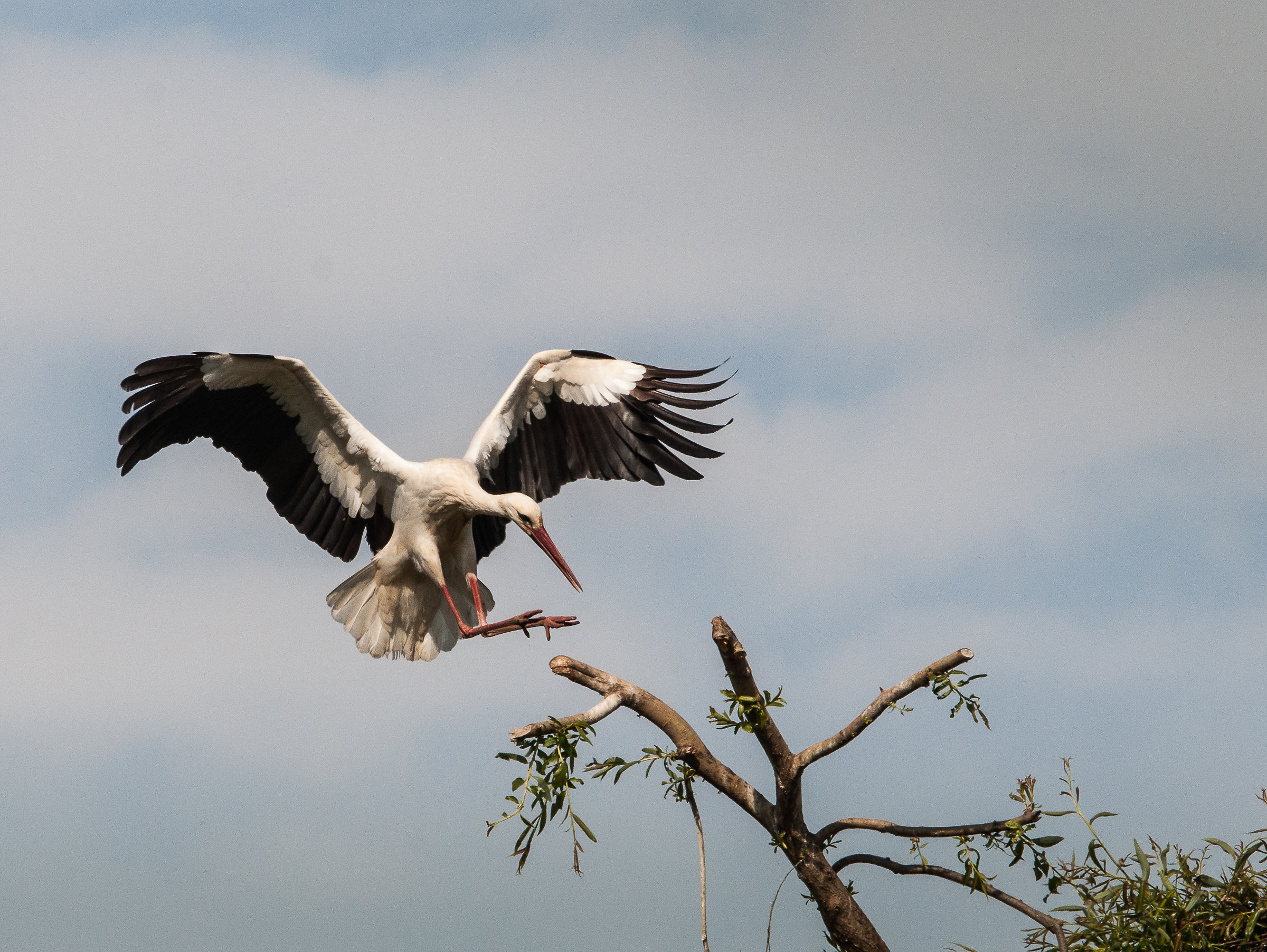 Stork landing...