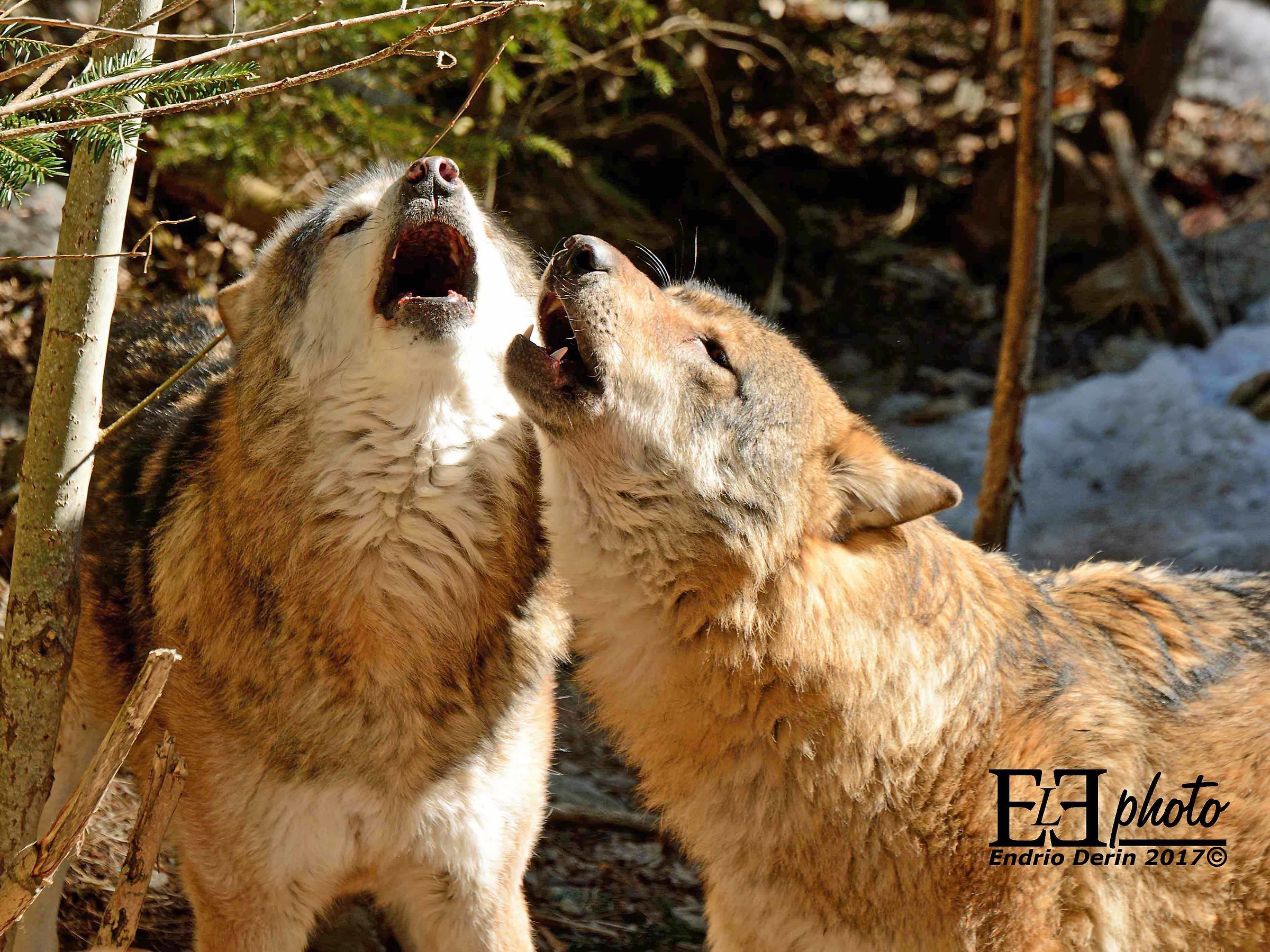 Wolves howl in chorus...
