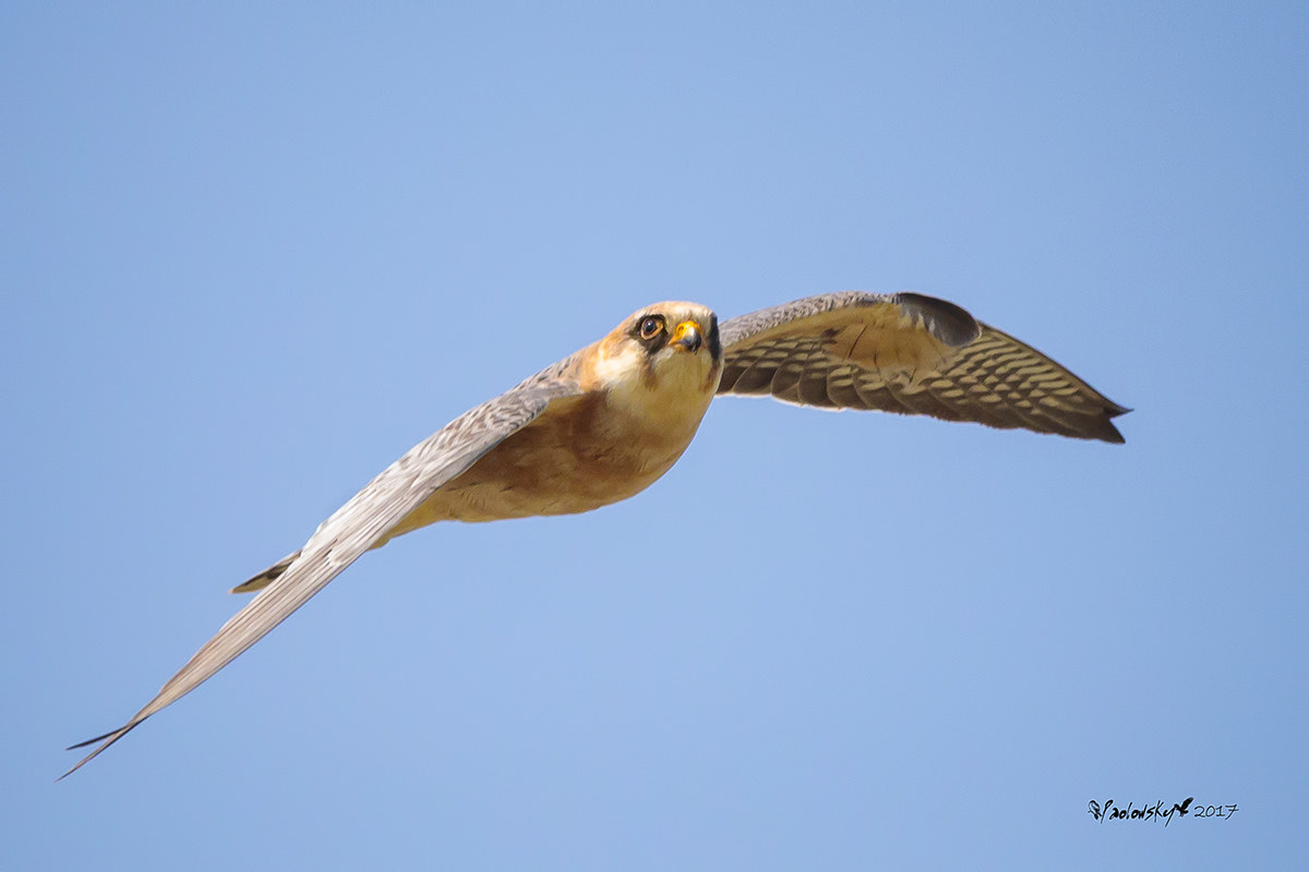 Female Red-footed Falcon...