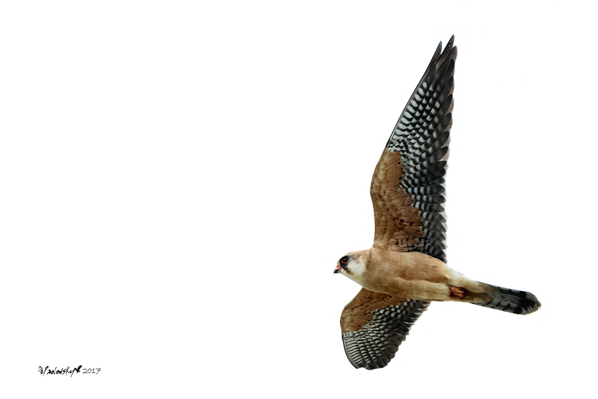 Falcon Cuckoo Female...
