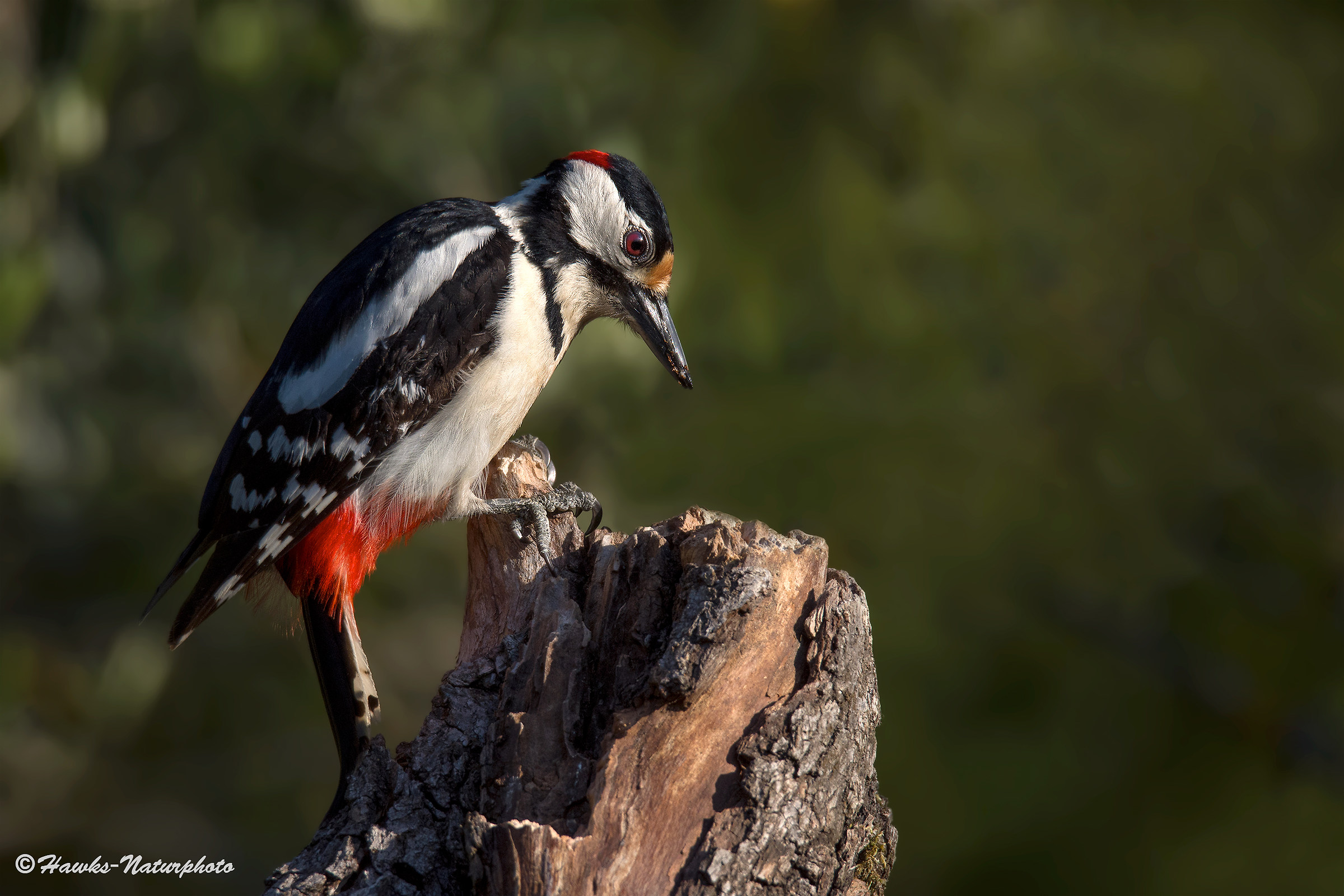 Red Woodpecker...