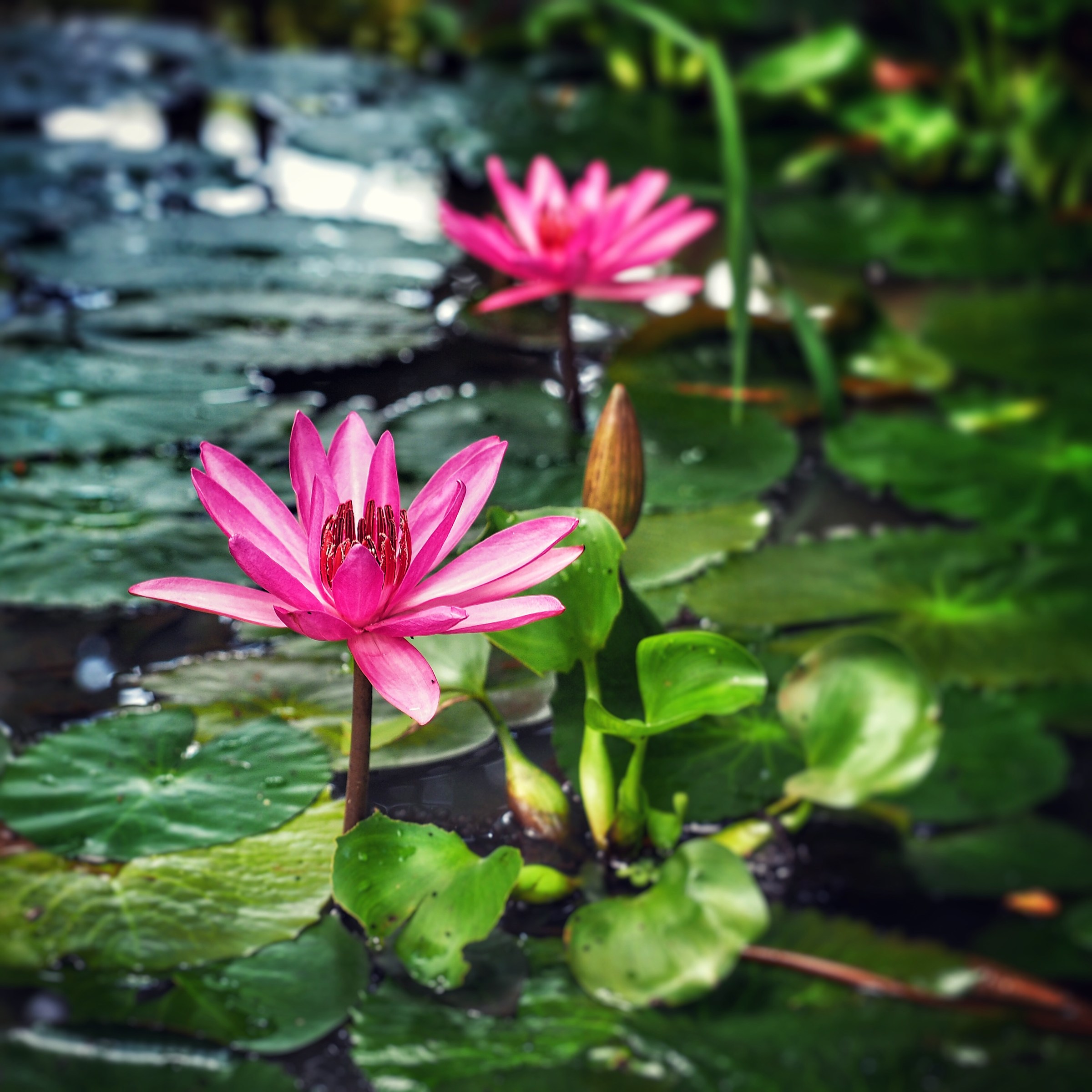 Lotus flower...