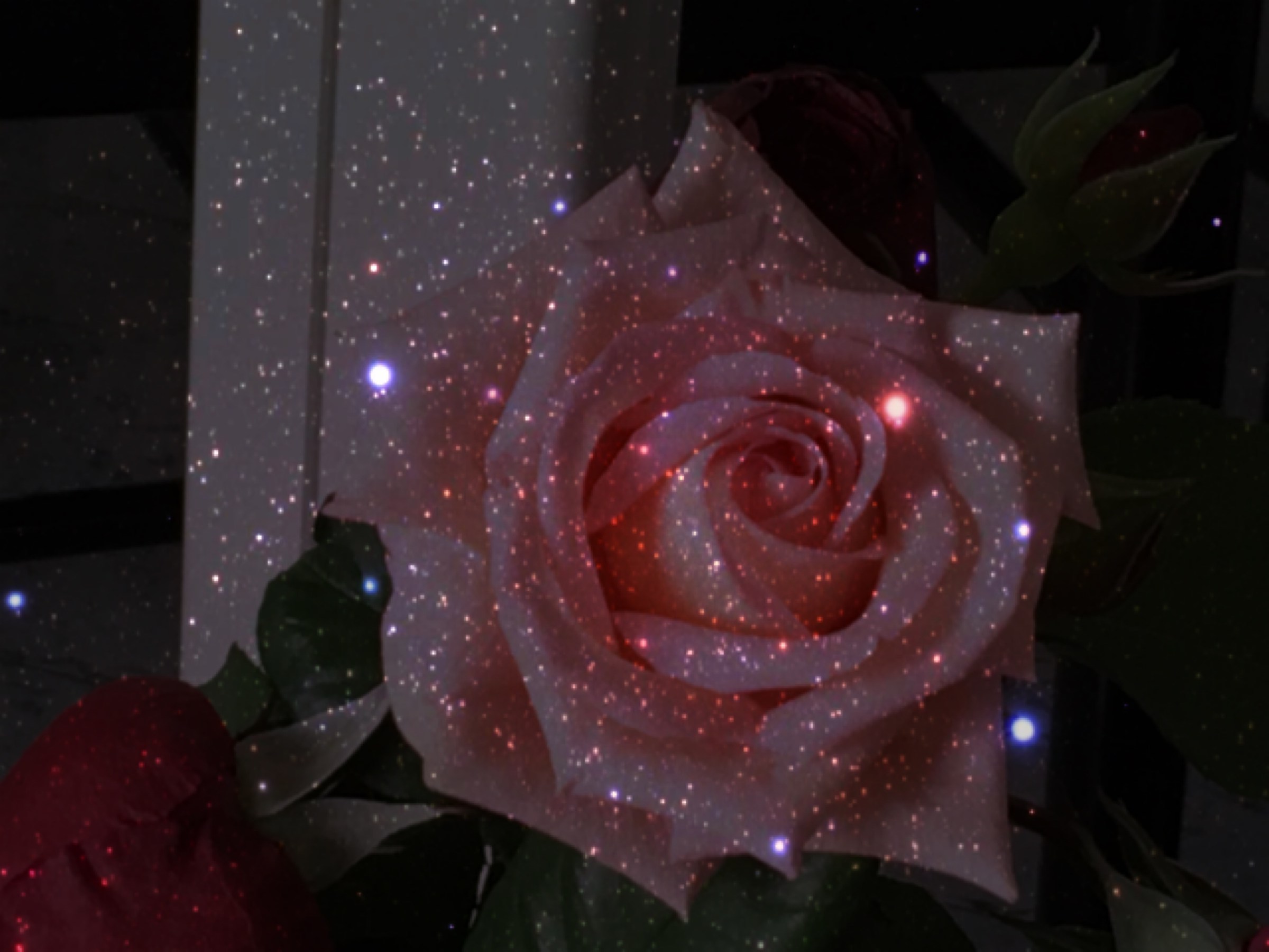 Rosa tra le stelle...
