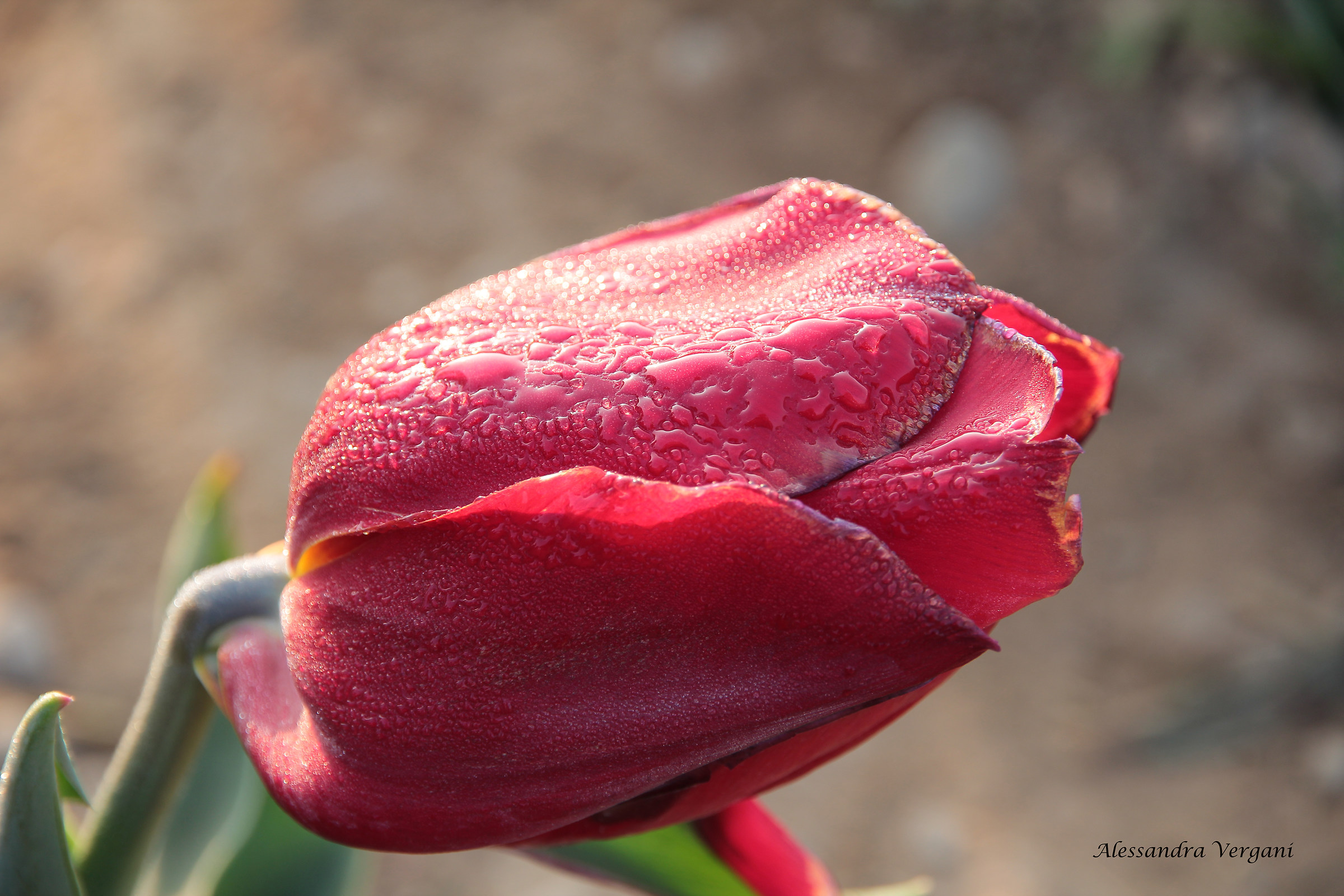 Dew and tulip...